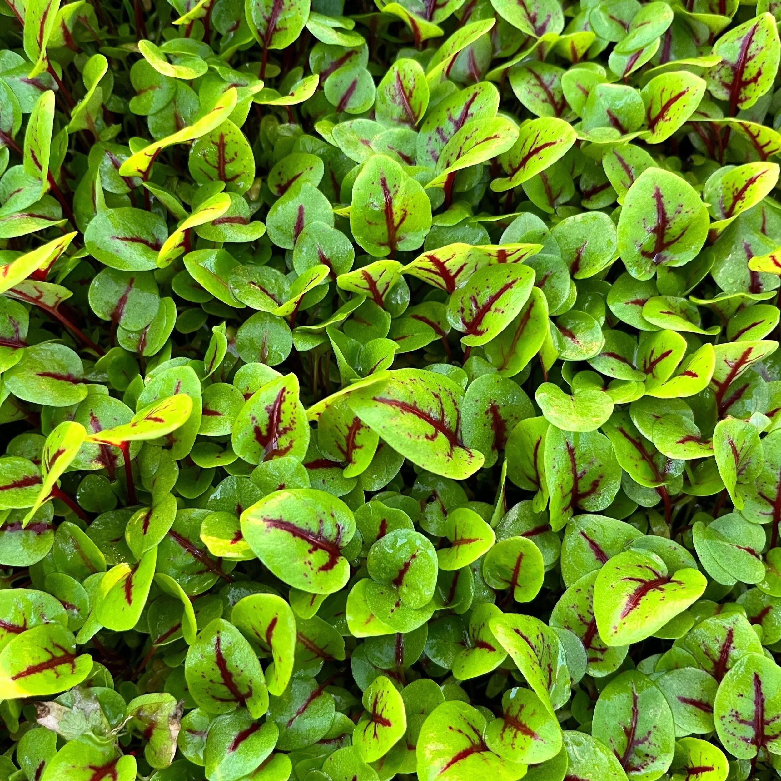 Red-Veined Sorrel Micro.jpg
