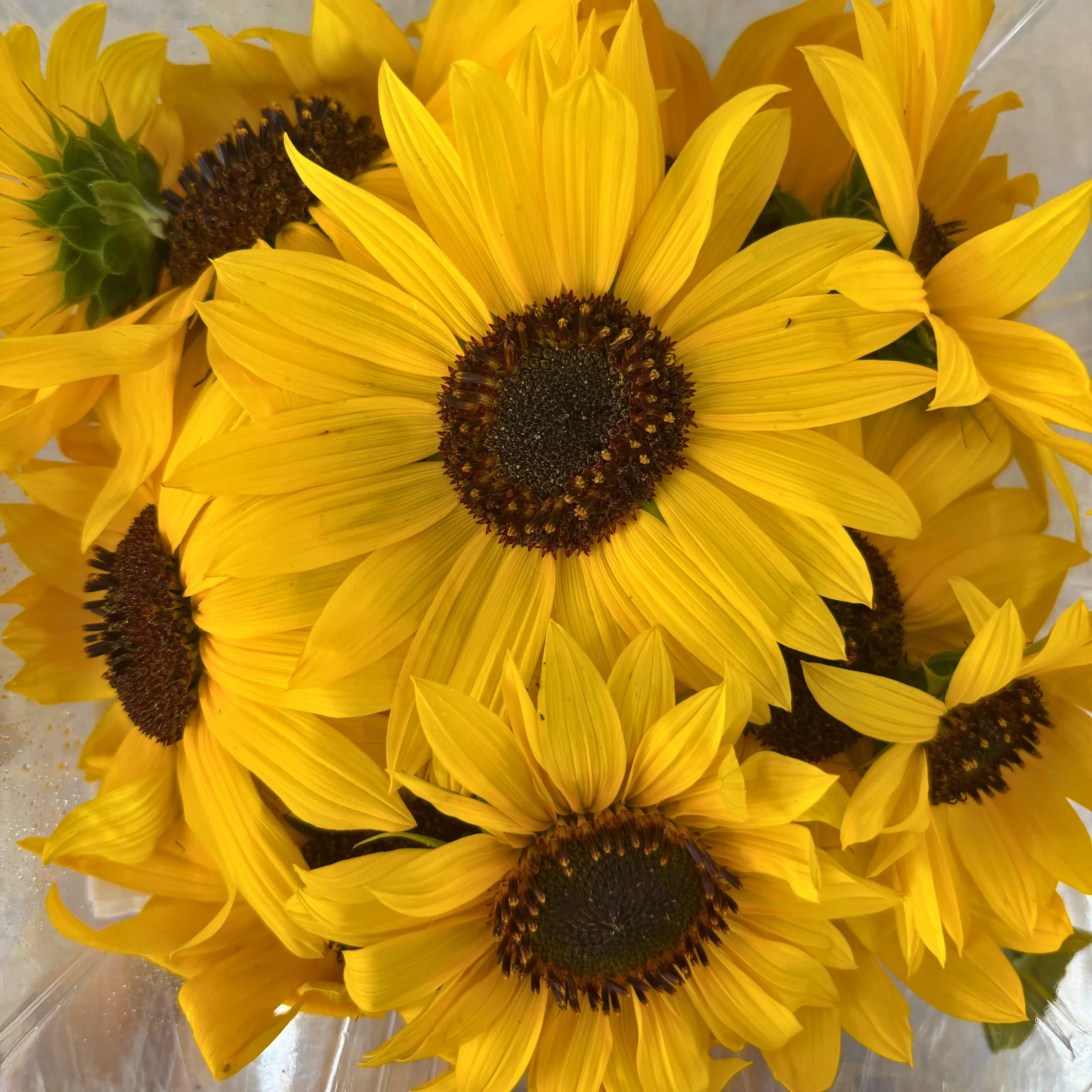 Sunflowers