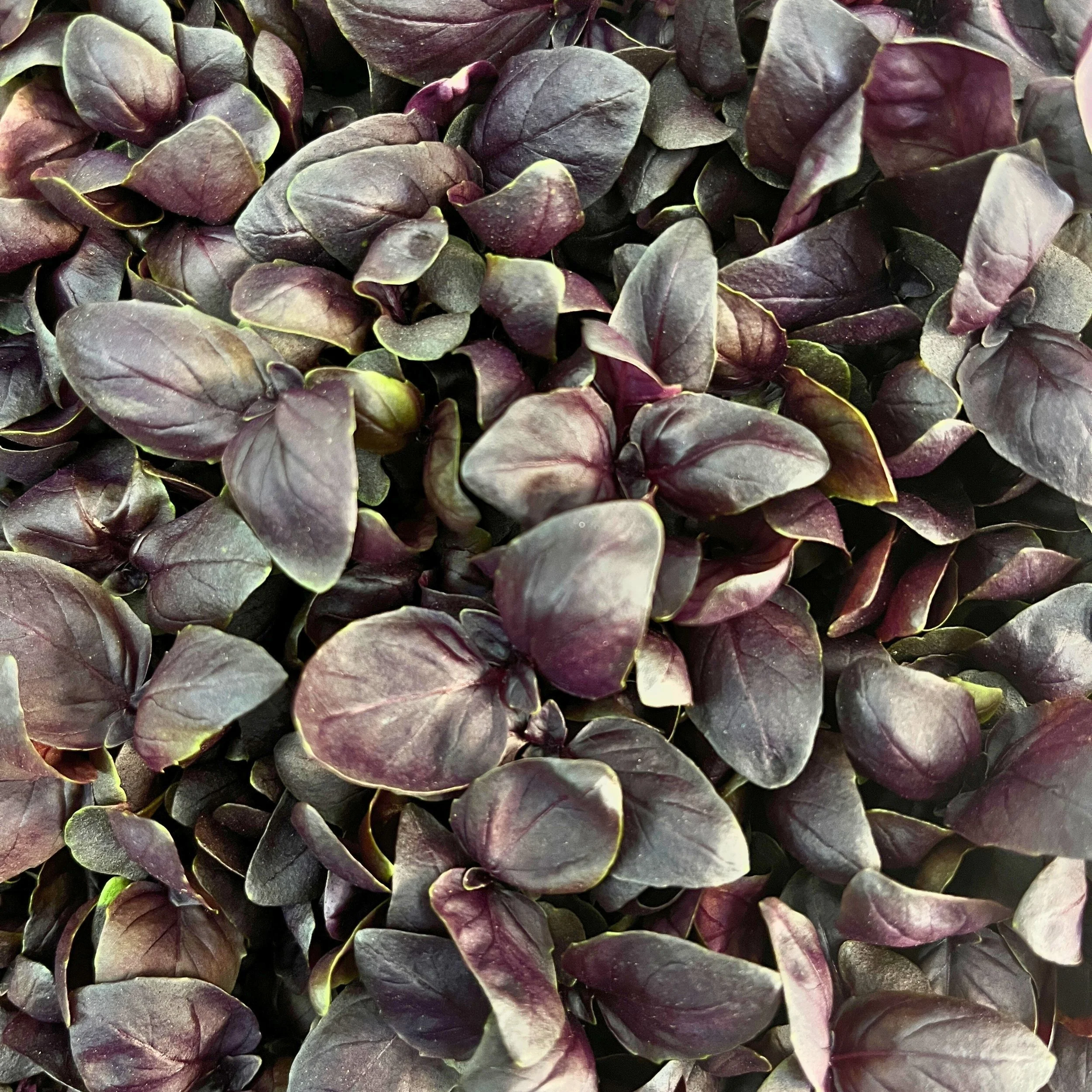 Basil Micro - Purple.jpg