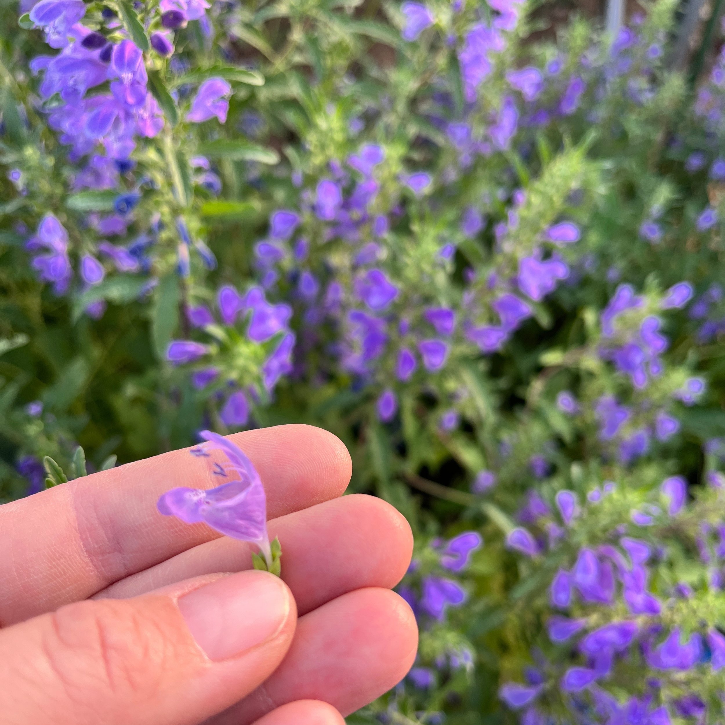 Dragon Balm Flowers.jpg