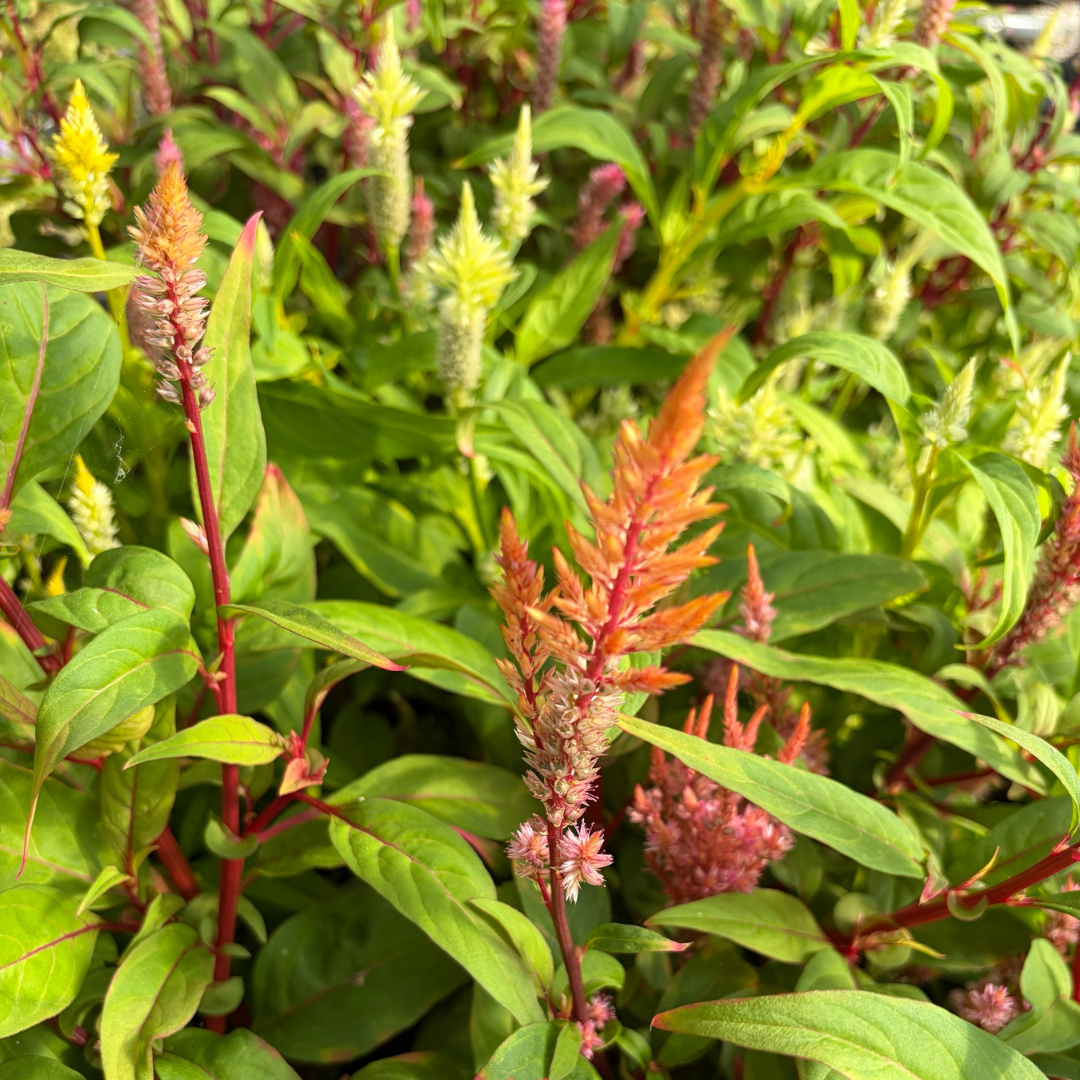 Celosia Mix.png