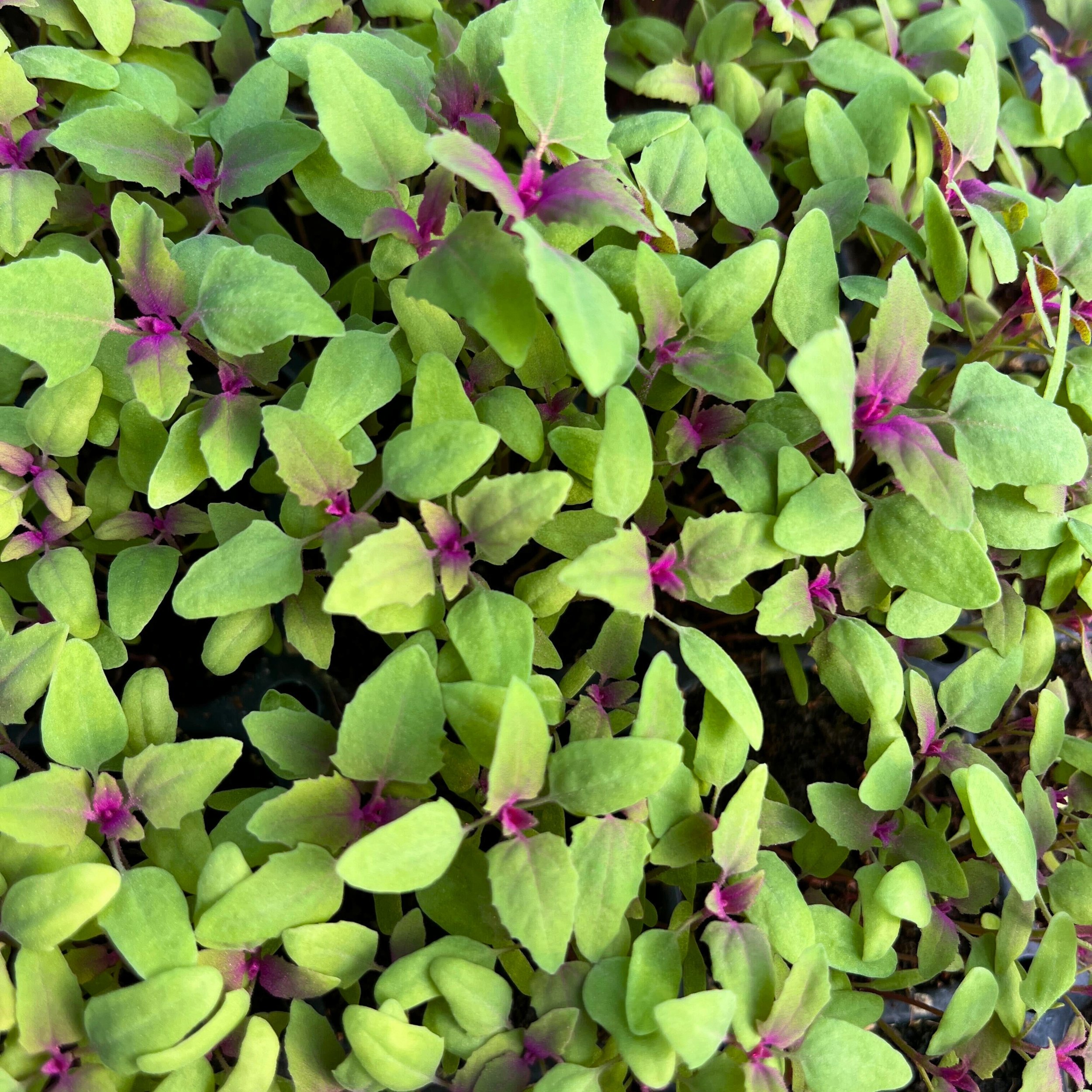 Magenta Lambs quarters.jpg