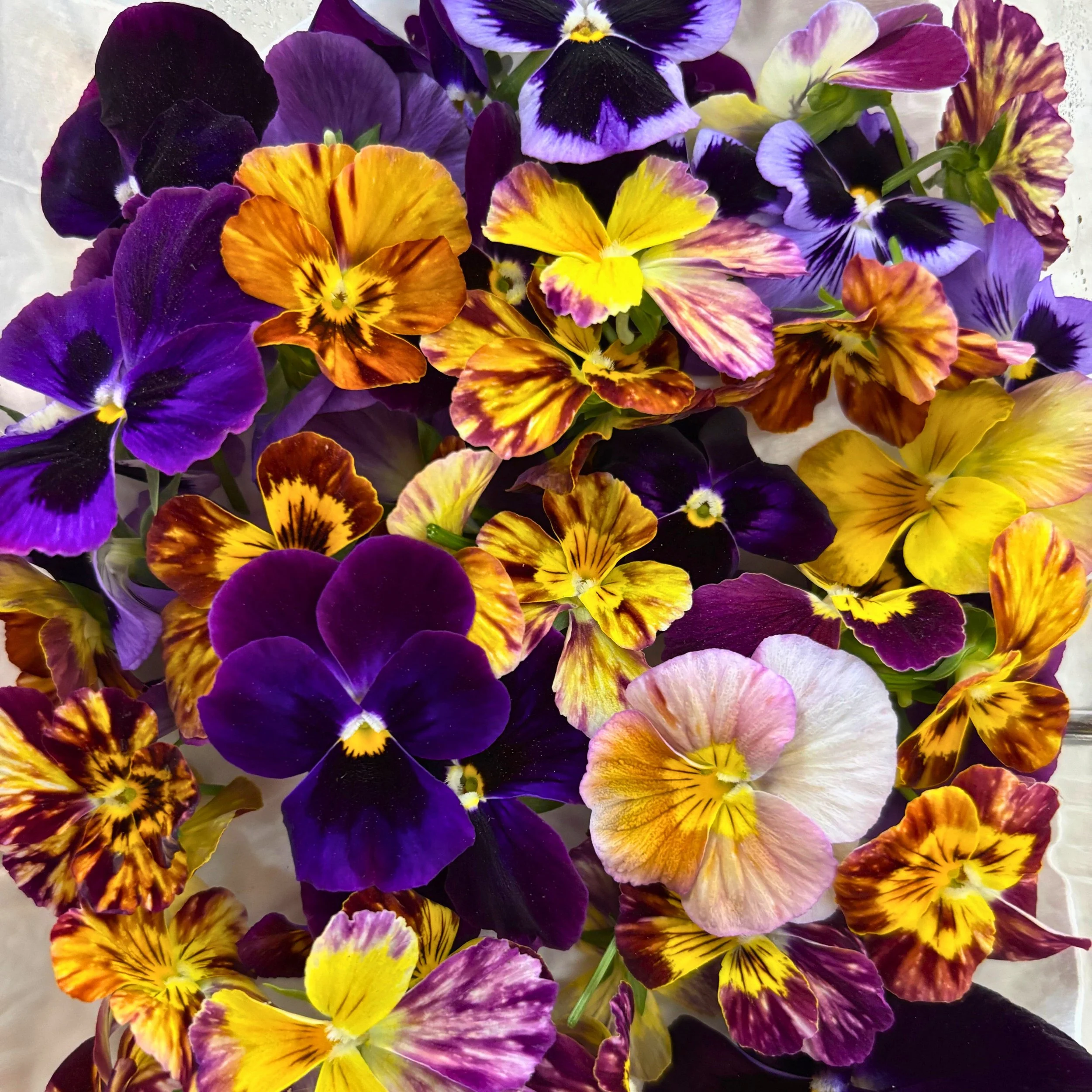 Viola - Specialty Mix