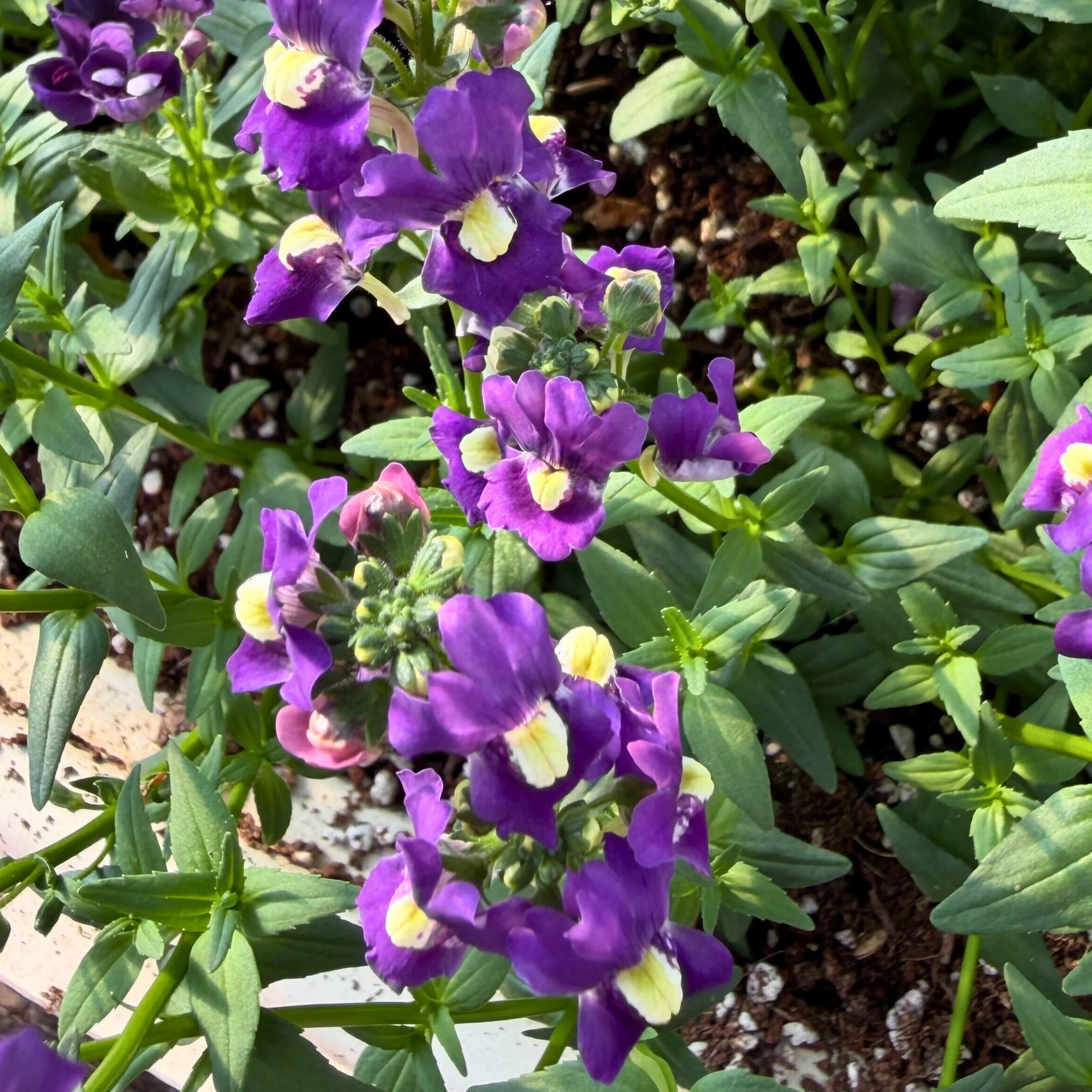 Blackberry Orchid.jpg