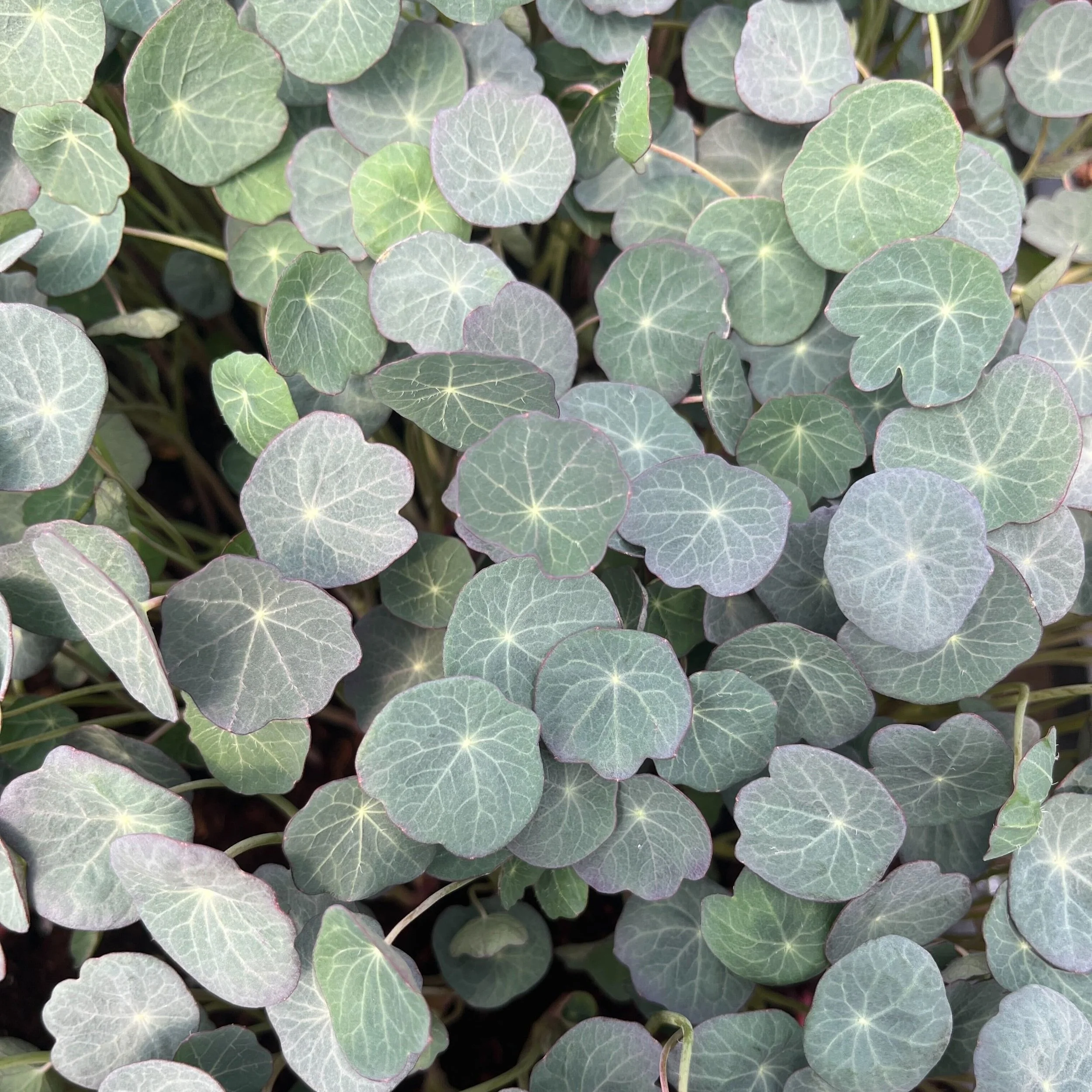 Empress Nasturtium - Baby Leaf.jpg