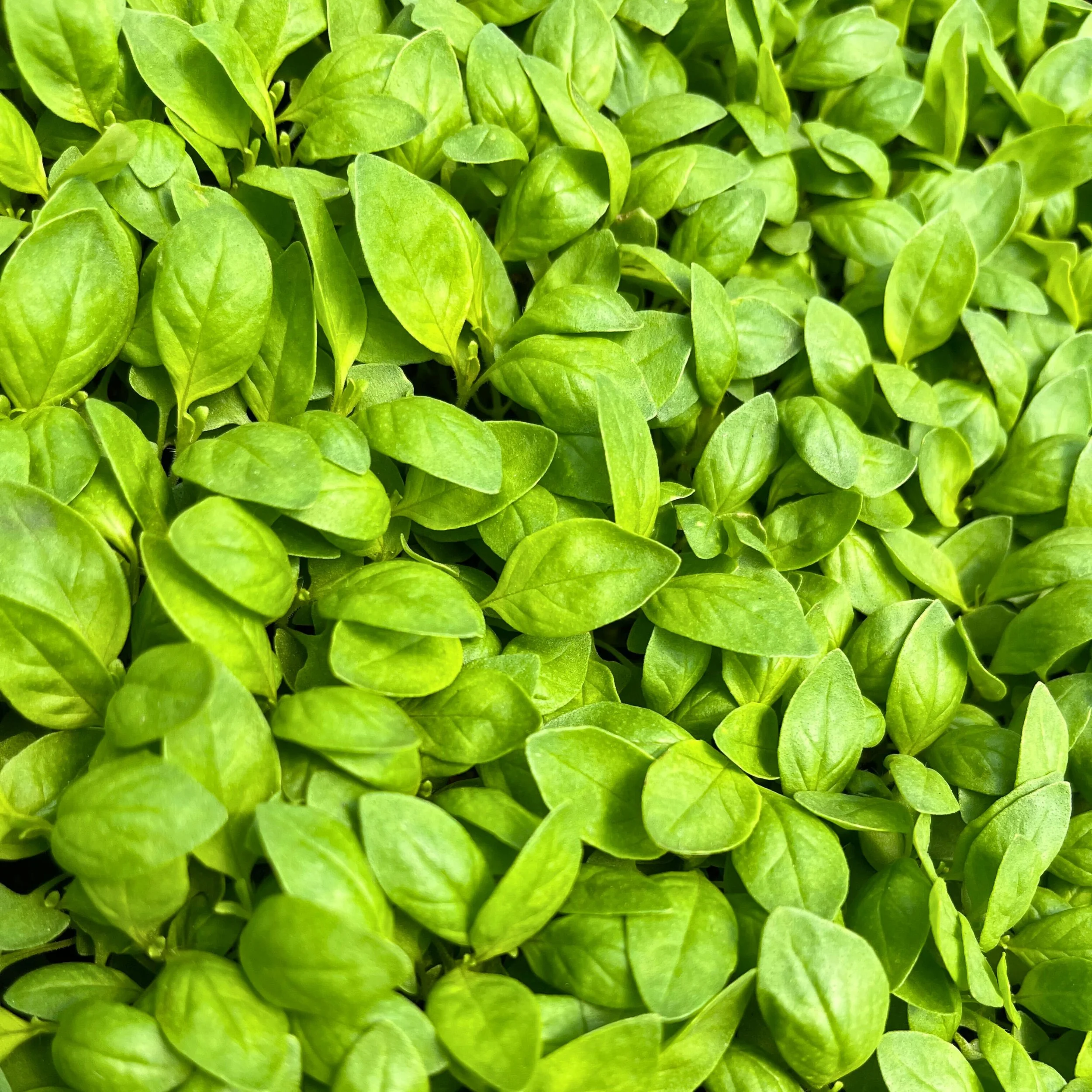 Live Basil Micro - Lime.jpg