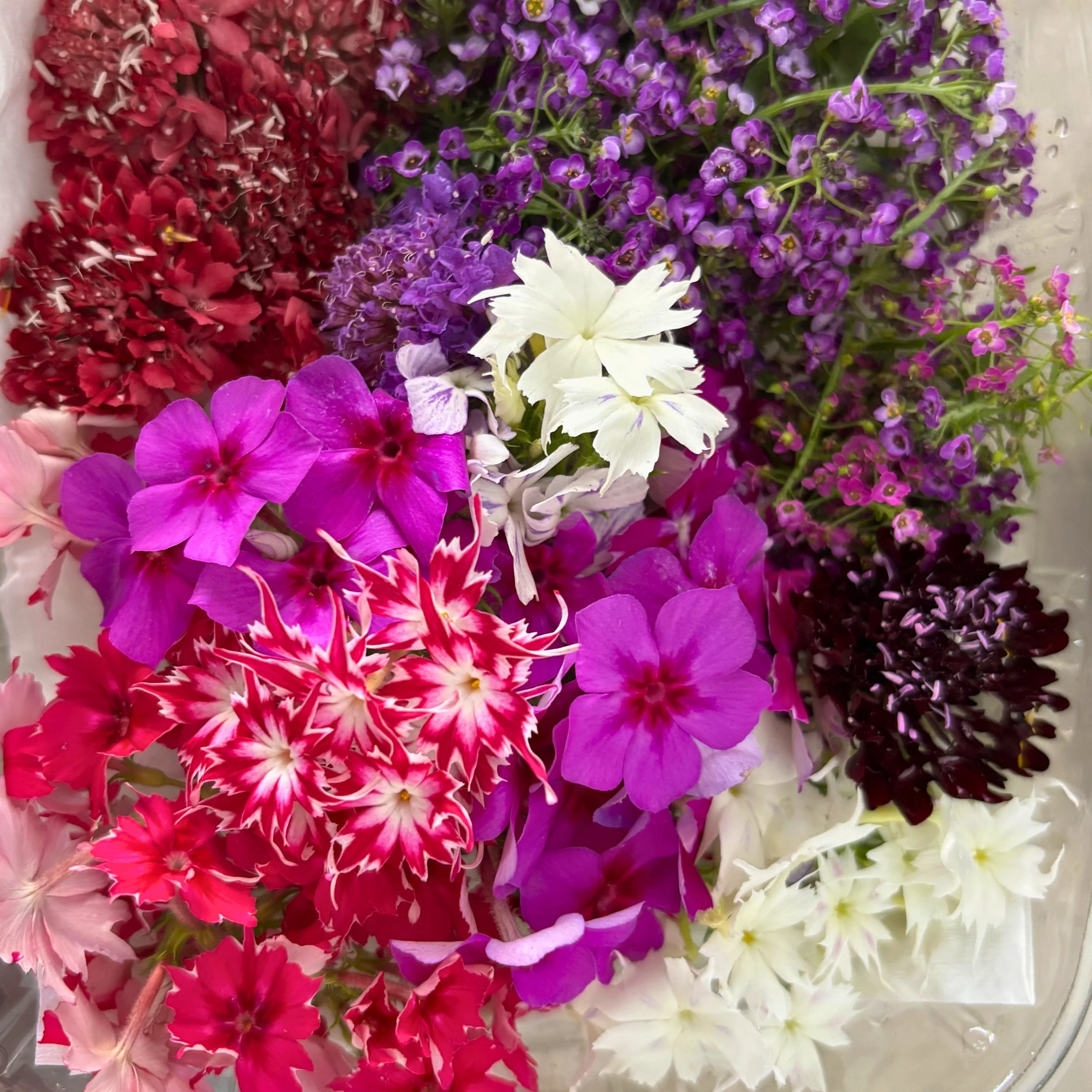 Mix Seasonal Edible Flowers