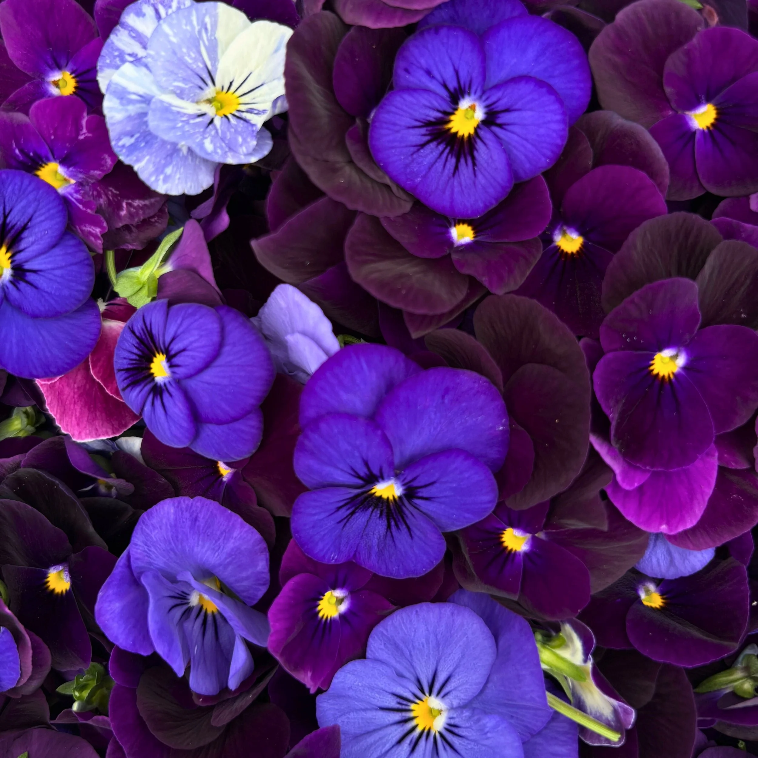 Viola - Purple.jpg