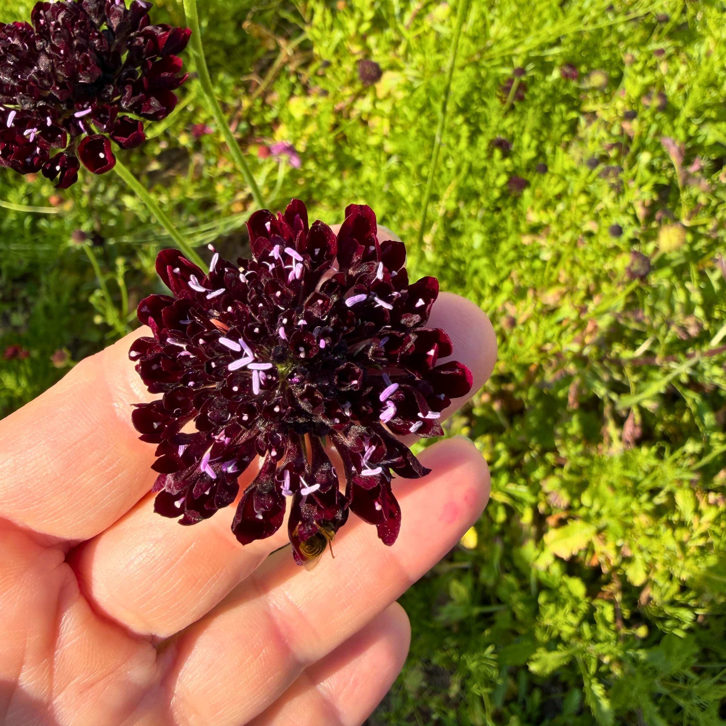 Scabiosa - Black