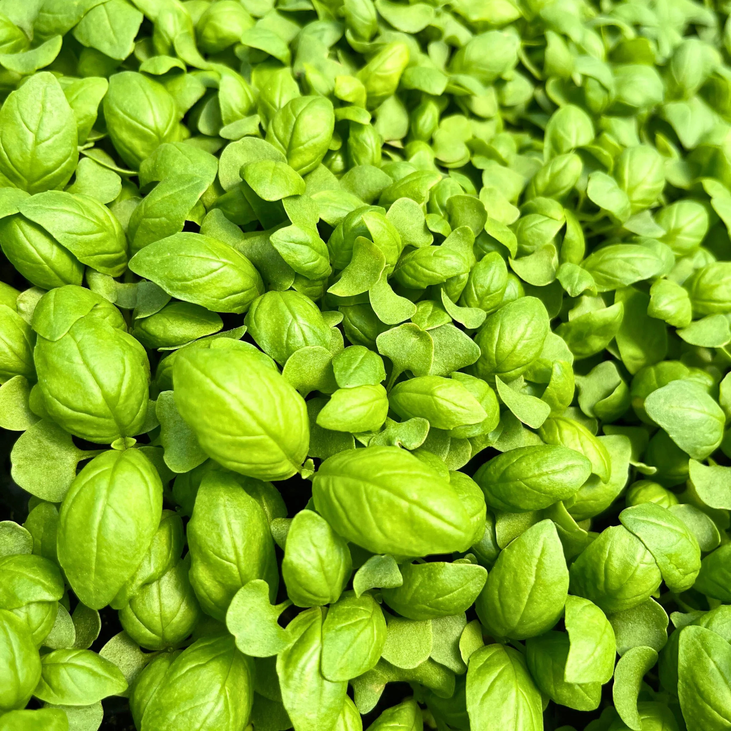 Basil Micro - Italian.jpg