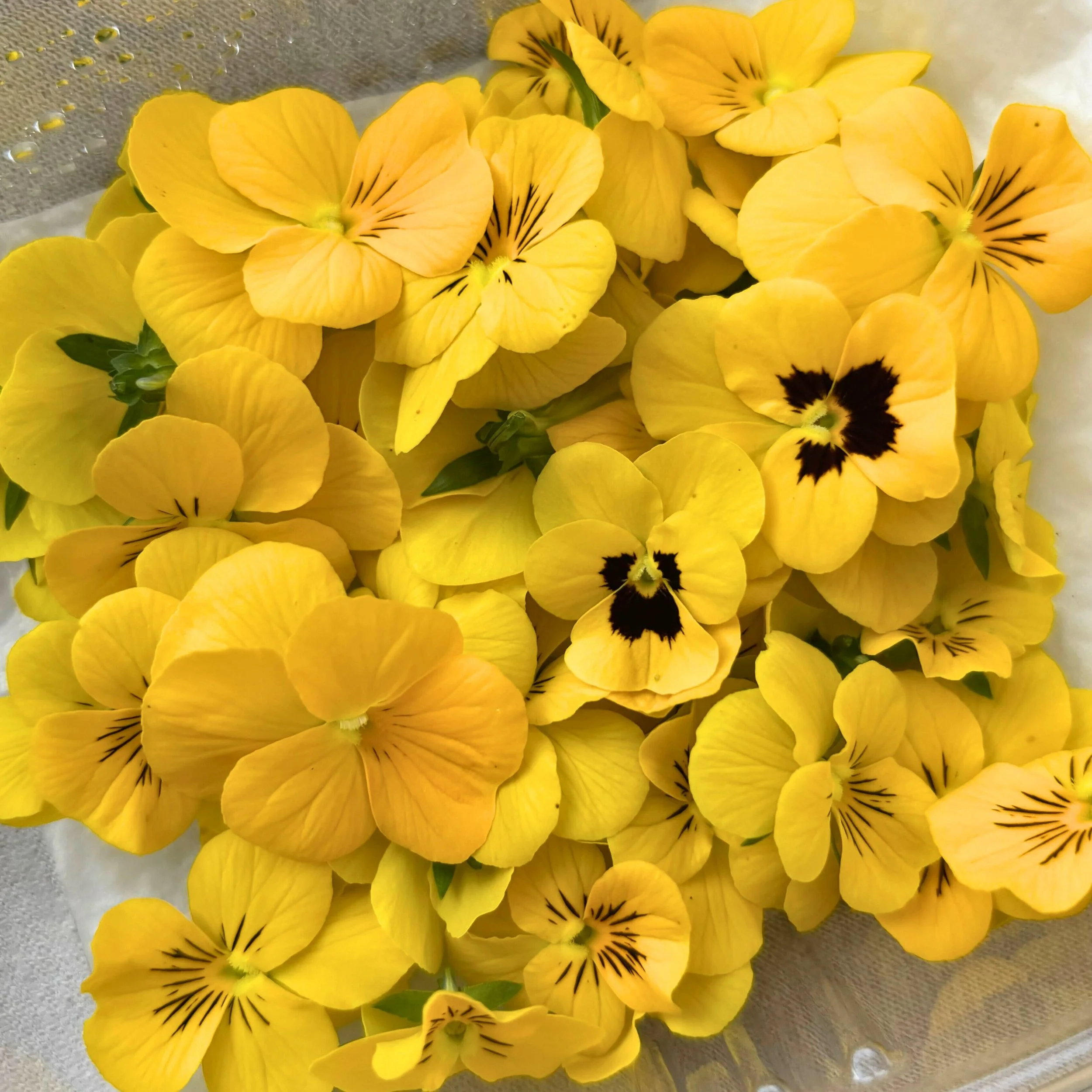Viola - Yellow.jpg