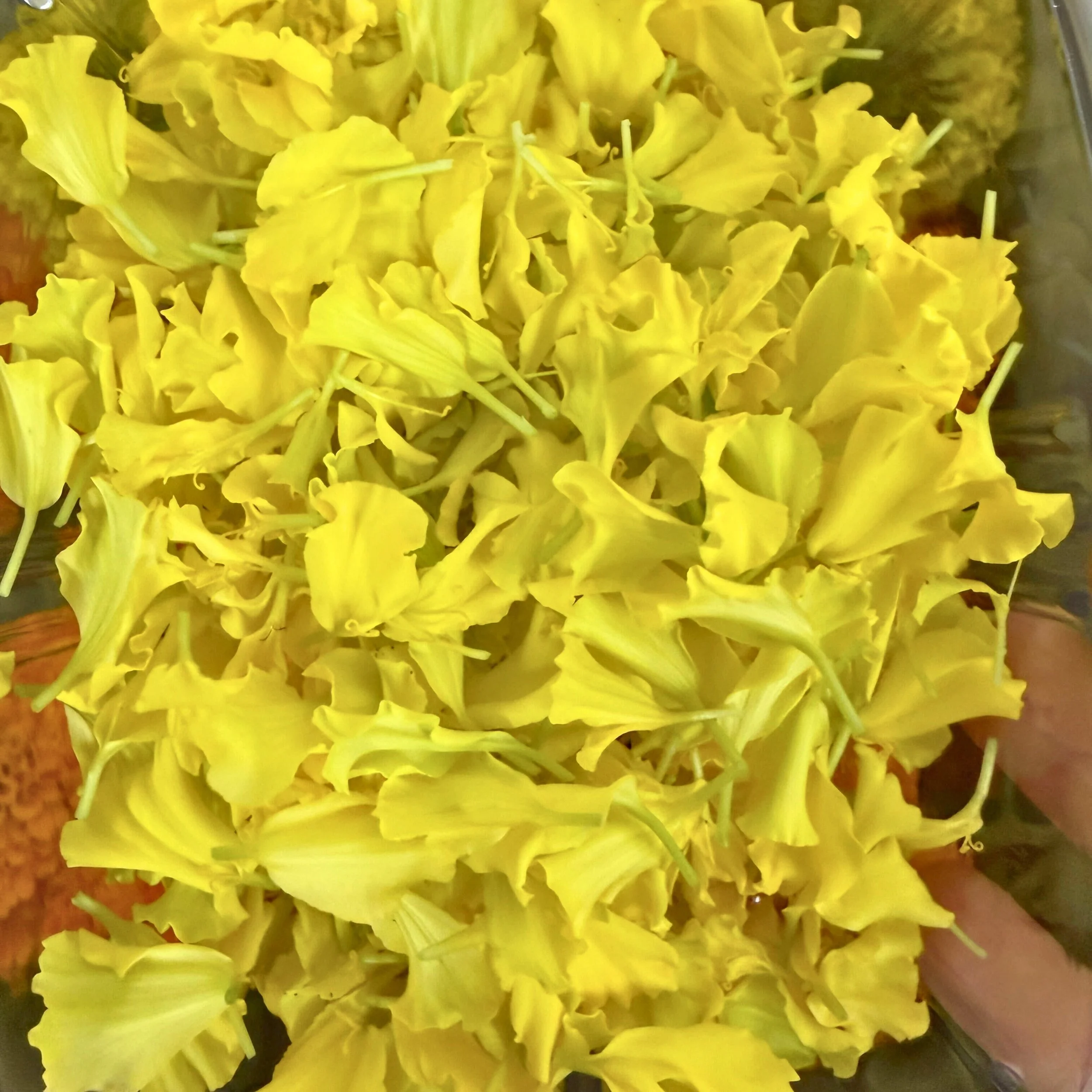 Confetti - Yellow.jpg