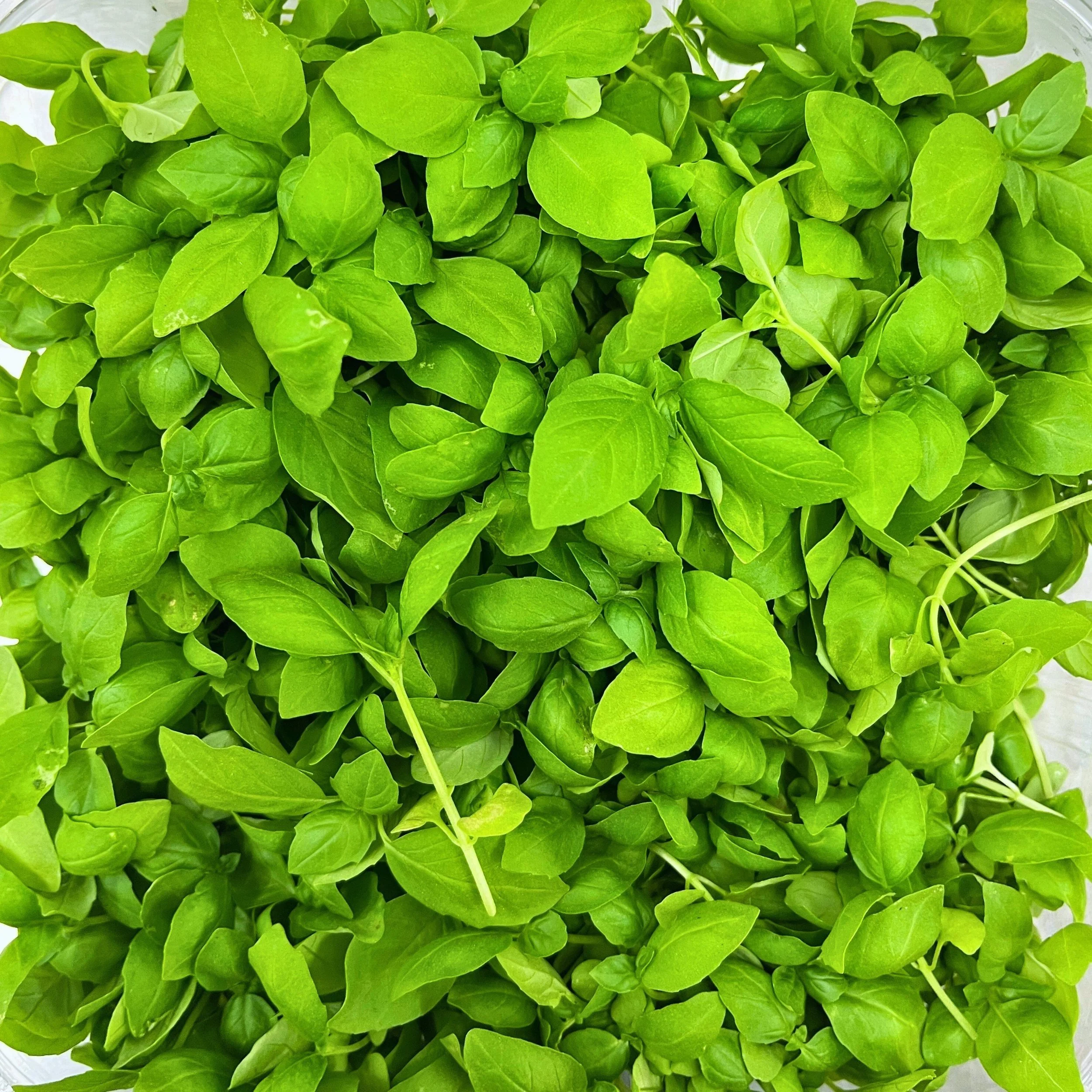 Basil Micro - Sweet