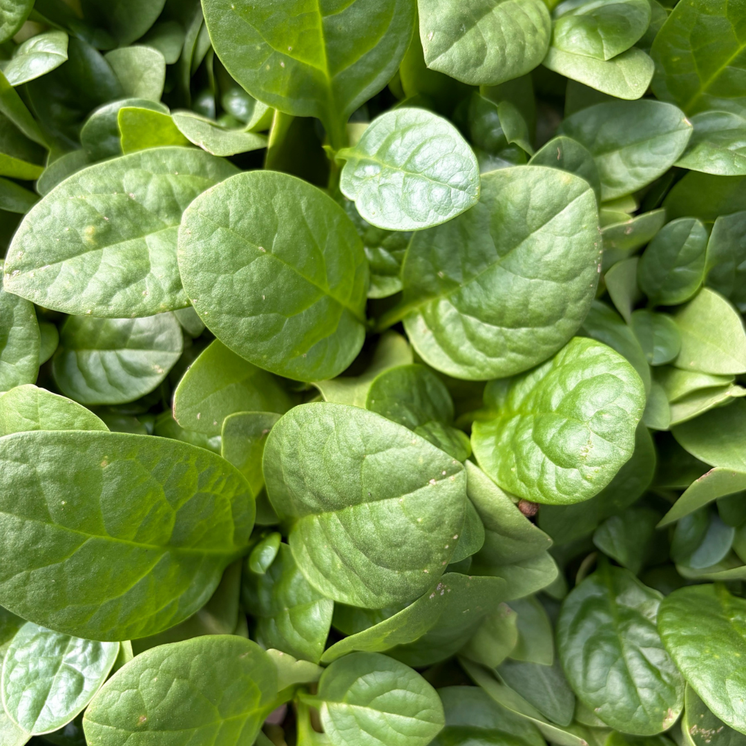 Malabar Spinach.png