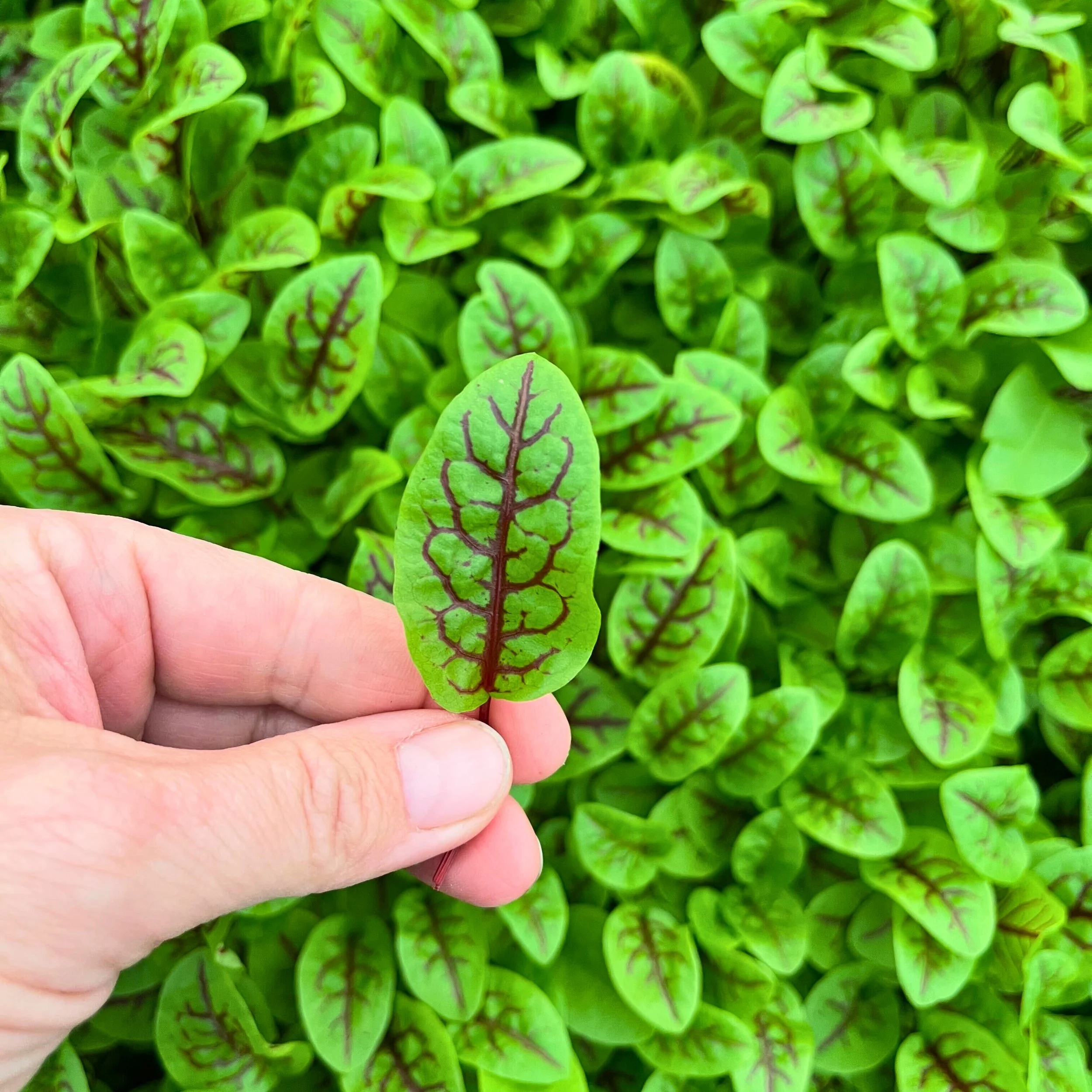 Red-Veined Sorrel Baby
