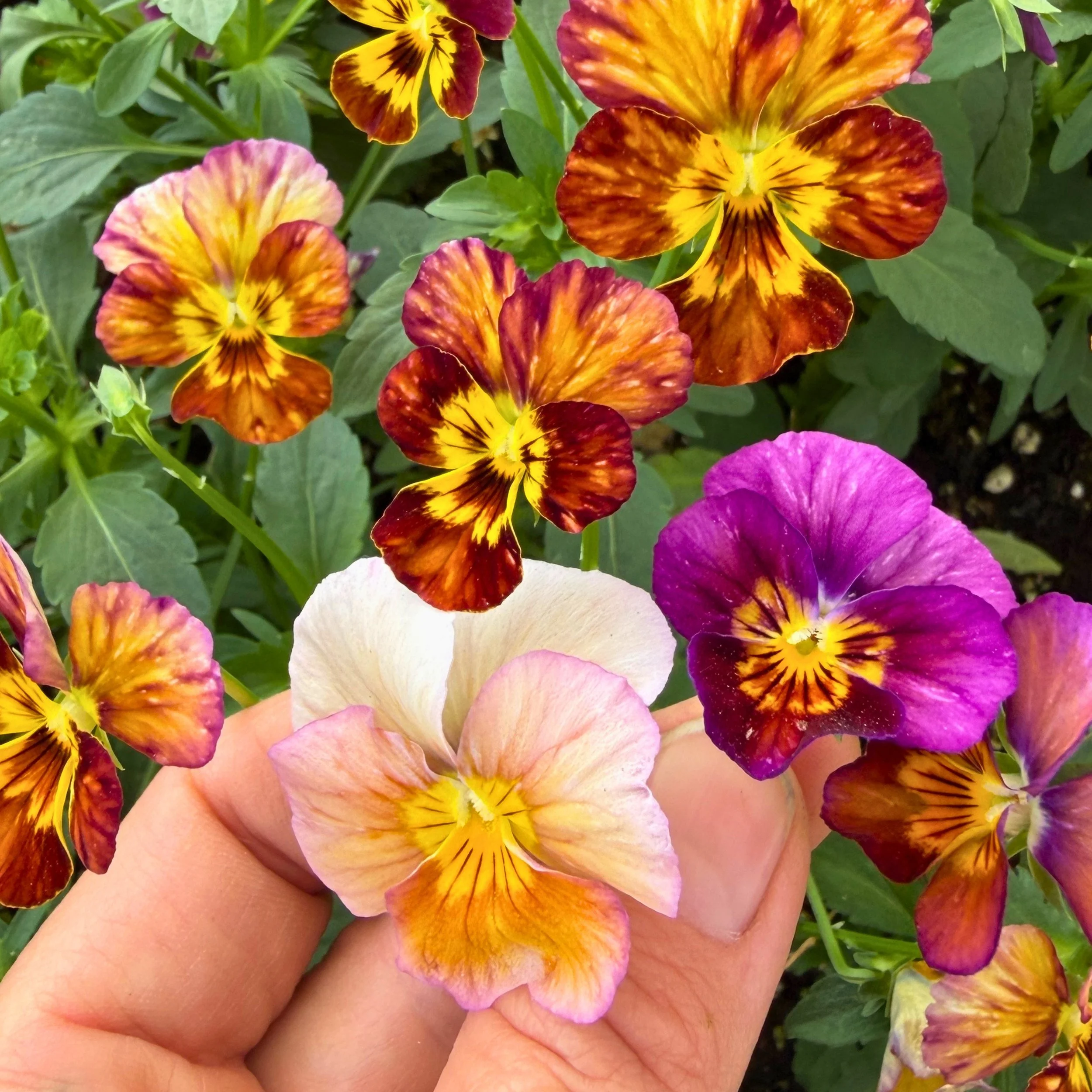 Viola - Mix.jpg (Copy)