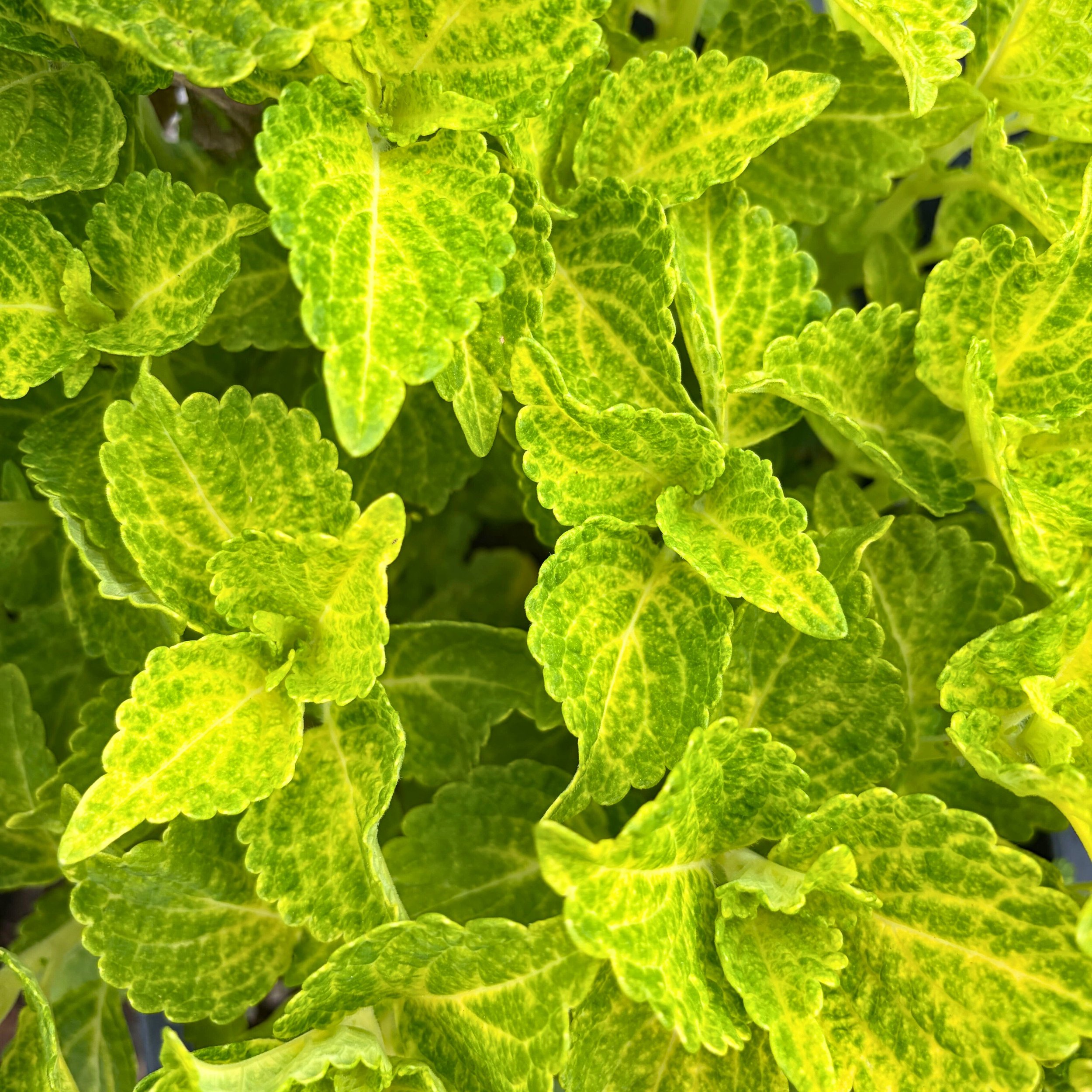Coleus Greens.jpg
