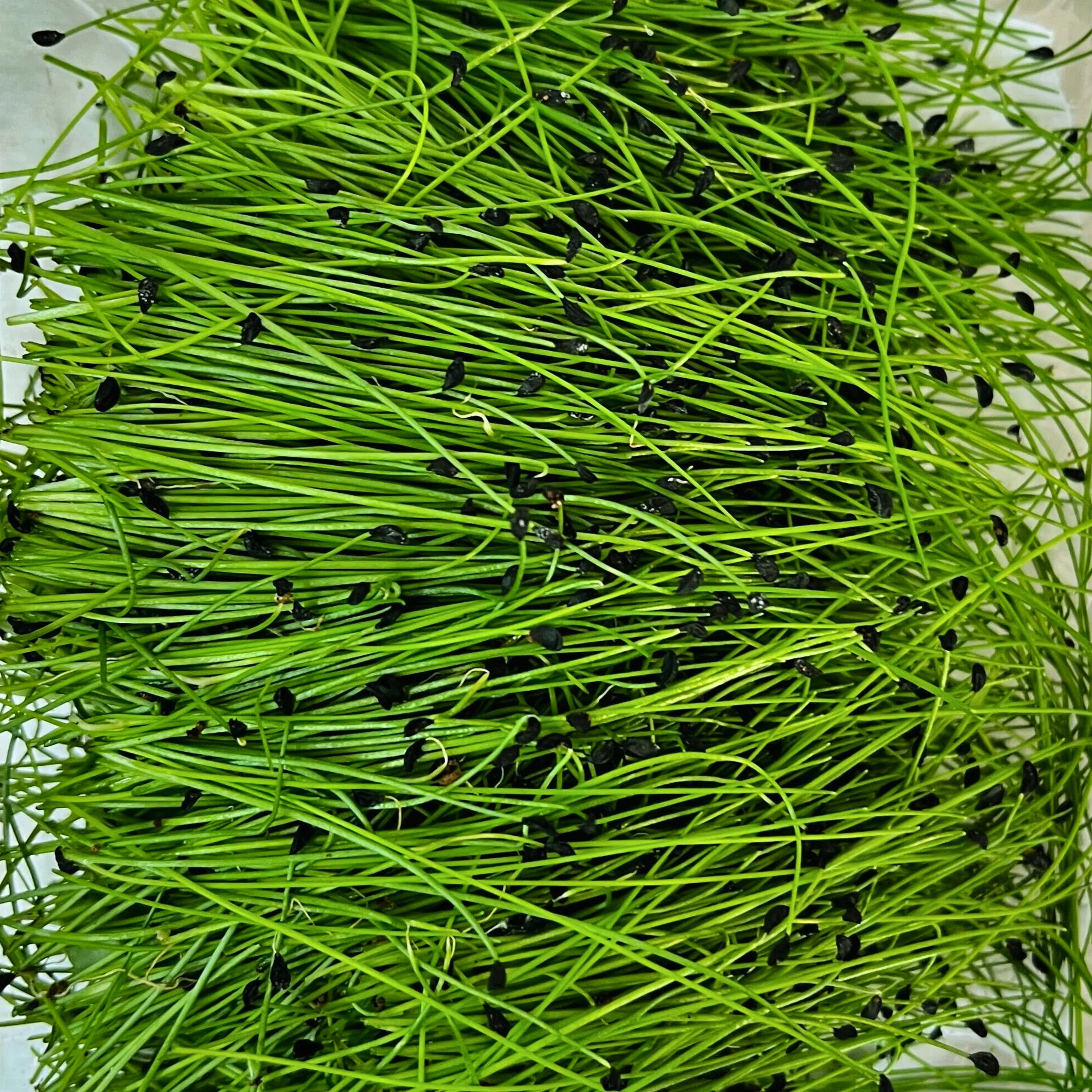 Chive Micro.jpg