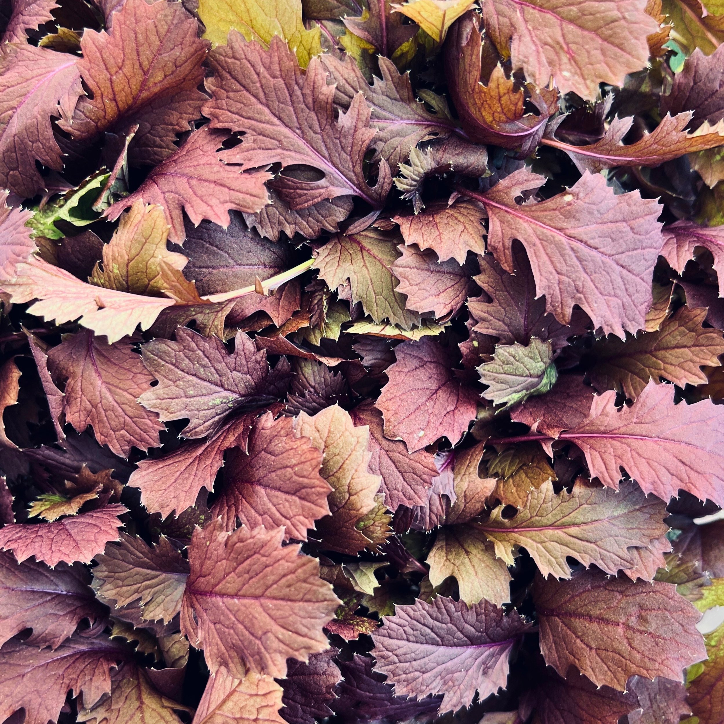 Purple Mustard