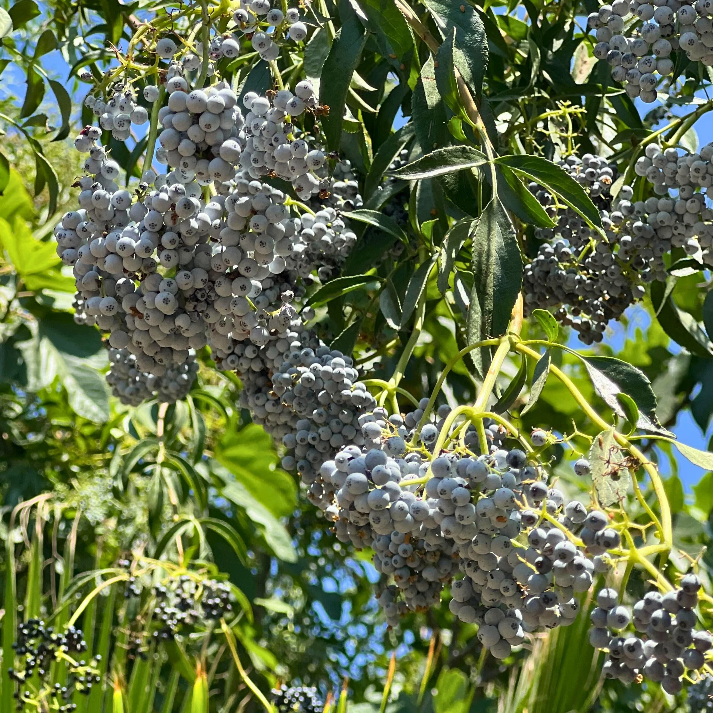 Elderberry