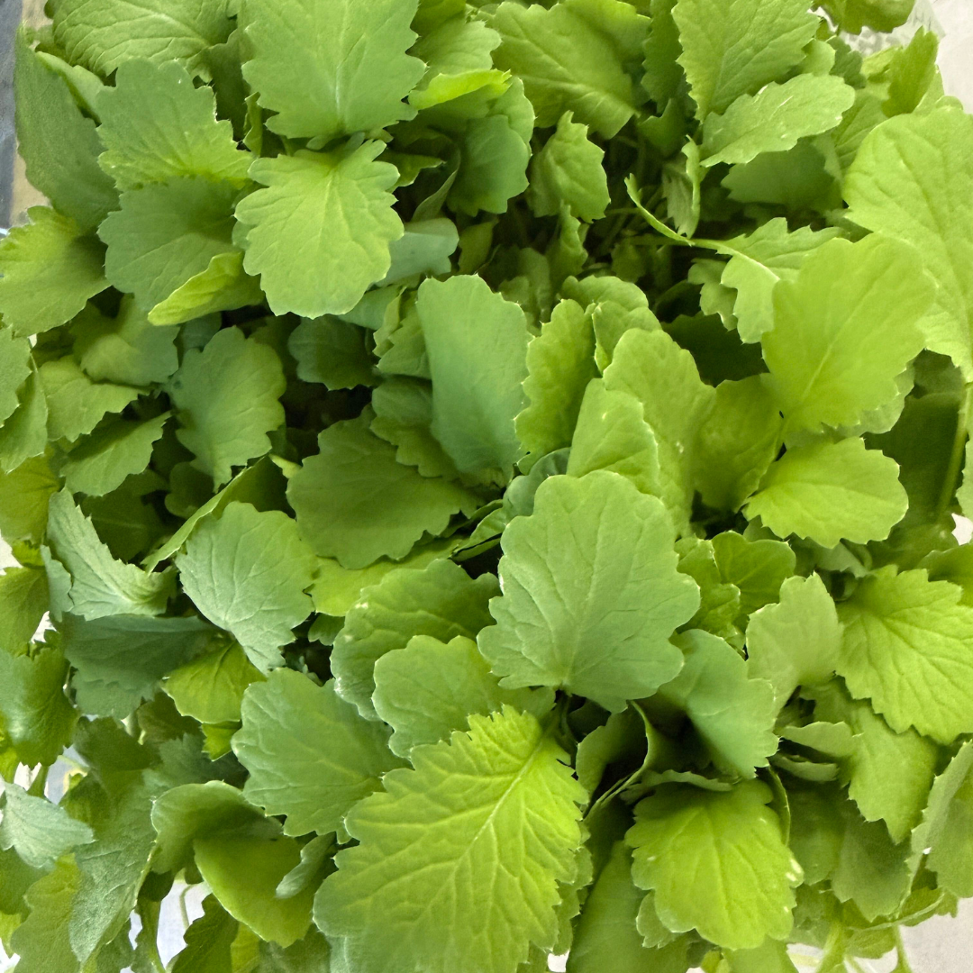 Green Frills Mustard.png