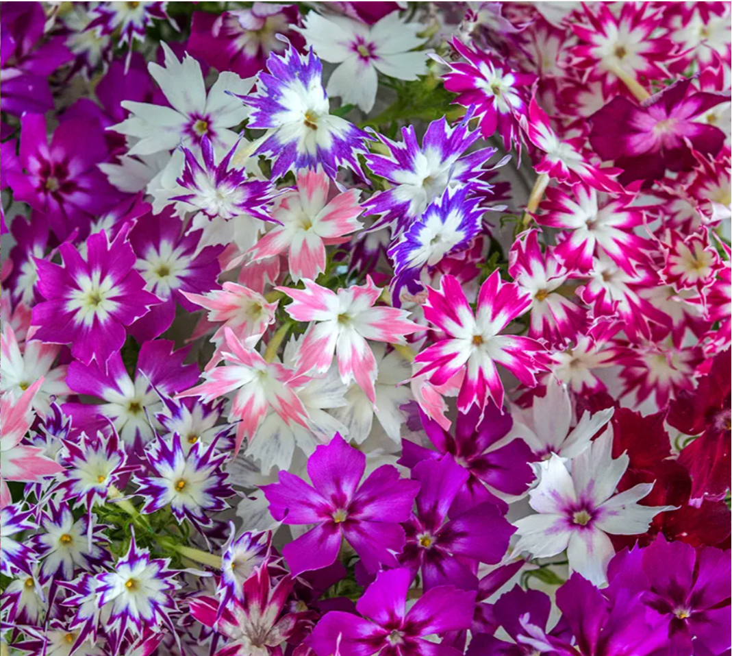 Phlox - Twinkles Dwarf Mix.png
