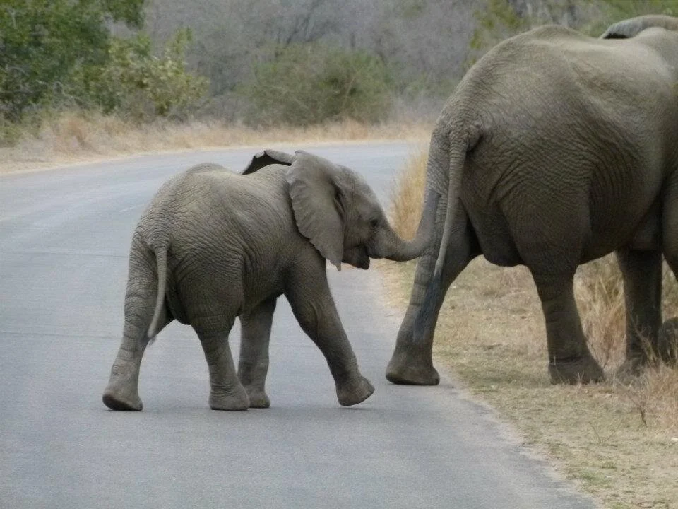 elephant.jpg