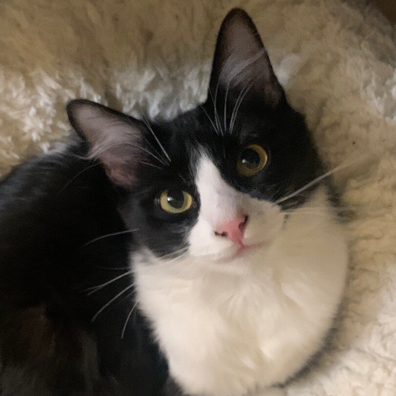 Adopt Minnie! 😸 Minnie is a snuggly 8 month old kitten who is looking for a cozy house to call home. She is great with other cats and children. Her favorite things are back scratches, eating a tasty meal, and purring up a storm! 😻

Interested in ad