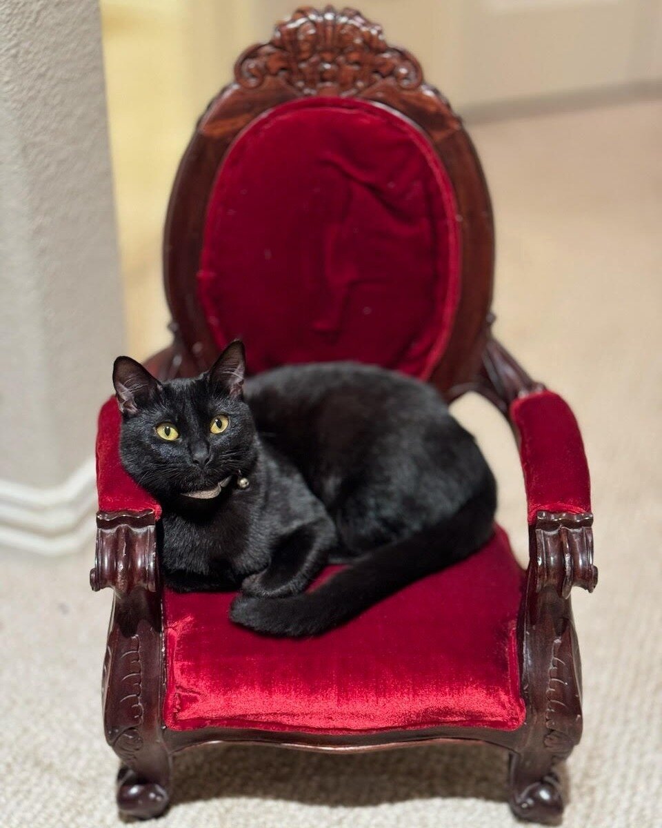 👑 Queen Marbles says good morrow from her throne! Marbles, formerly Barbie, is clearly enjoying her new home and her adopters are treating her like royalty! Who else loves to treat their pet like majesty? 

If you are looking to pamper a new pet of 