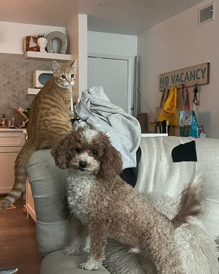 Alumni Update!
Pumpkin Spice and her brother Winston are loving being best friends and playmates! They are loving their best life with their amazing Momma.