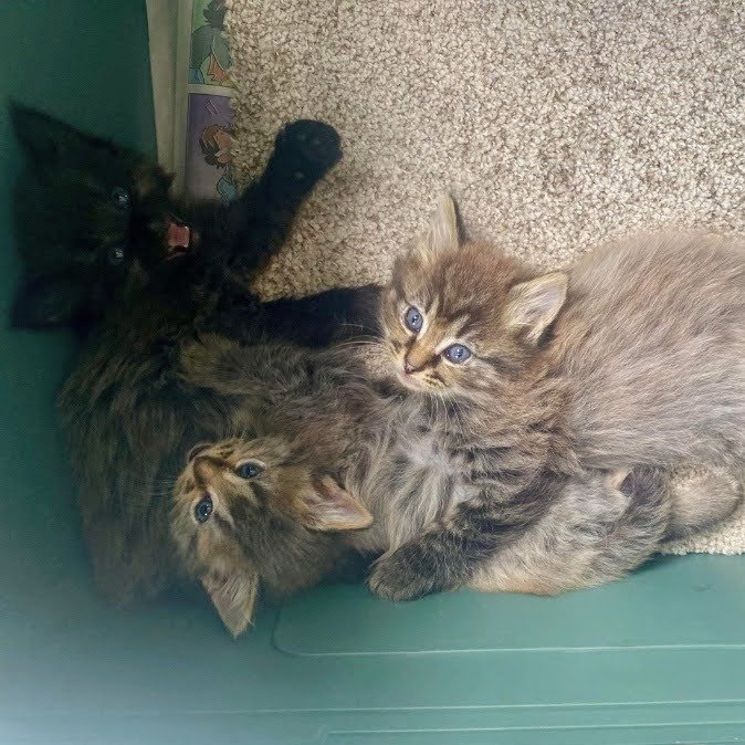 Welcome to CHS ✨Snap, Crackle &amp; Pop ✨

These three 6-7 weeks old kittens are all girls were found as strays in Dallas. They are now in CHS foster care and had their first health exam. 

Their foster family reports that they are sweet &amp; fluffy