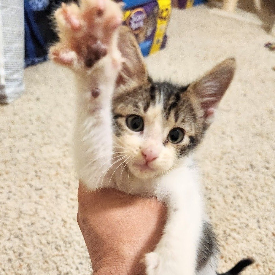 Say hello to Peter! 👋😻

Peter was found by a friend of a CHS foster family &amp; CHS was asked to help. He's around two months old, very friendly, active, playful kitten, and very cute too!

Peter will be in CHS foster care until he is healthy and 