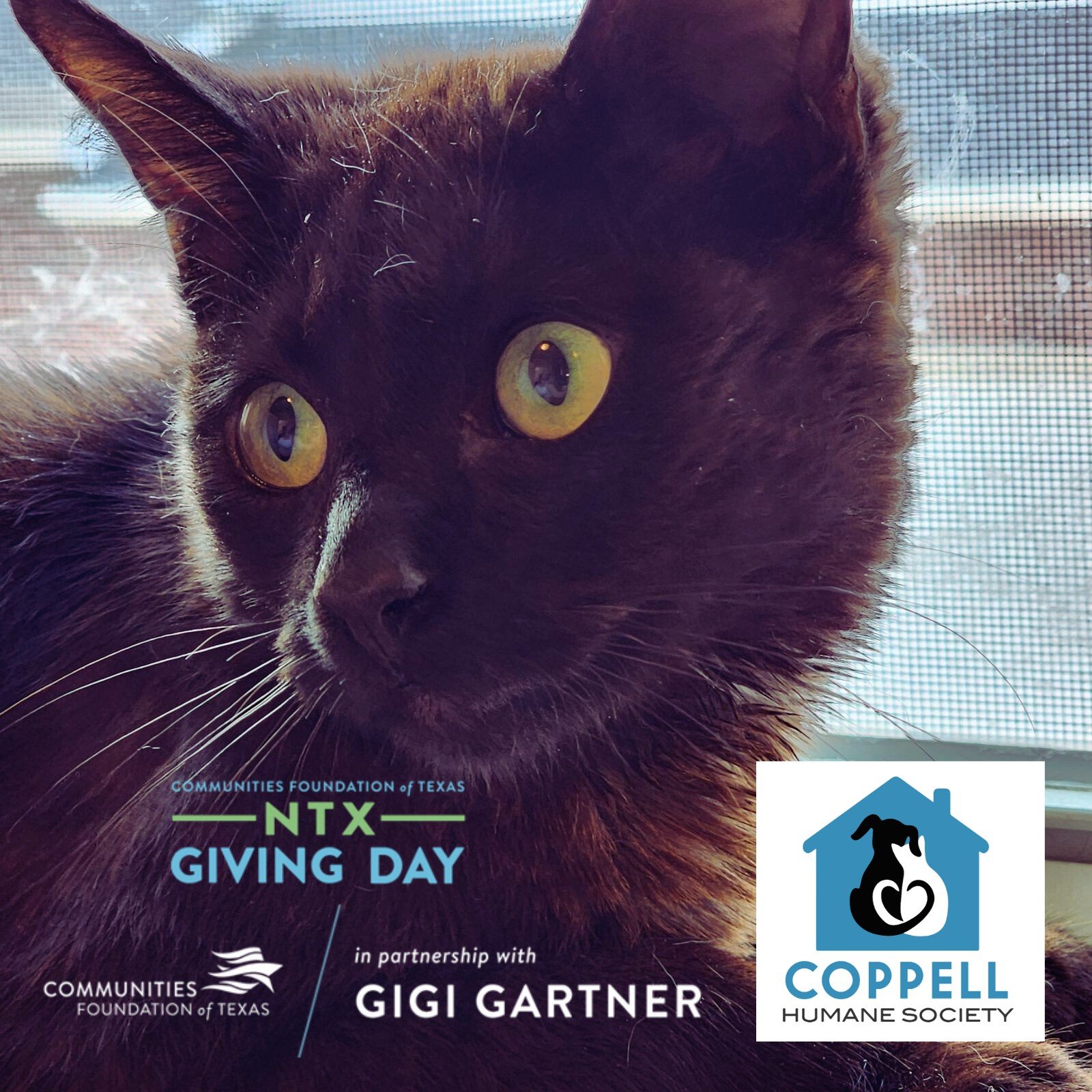 🐾 This May, celebrate National Pet Month by doubling your donation to the Coppell Humane Society, thanks to a match by Communities Foundation of Texas and Gigi Gartner! 🎉 Your support helps us care for countless kittens during the critical spring s