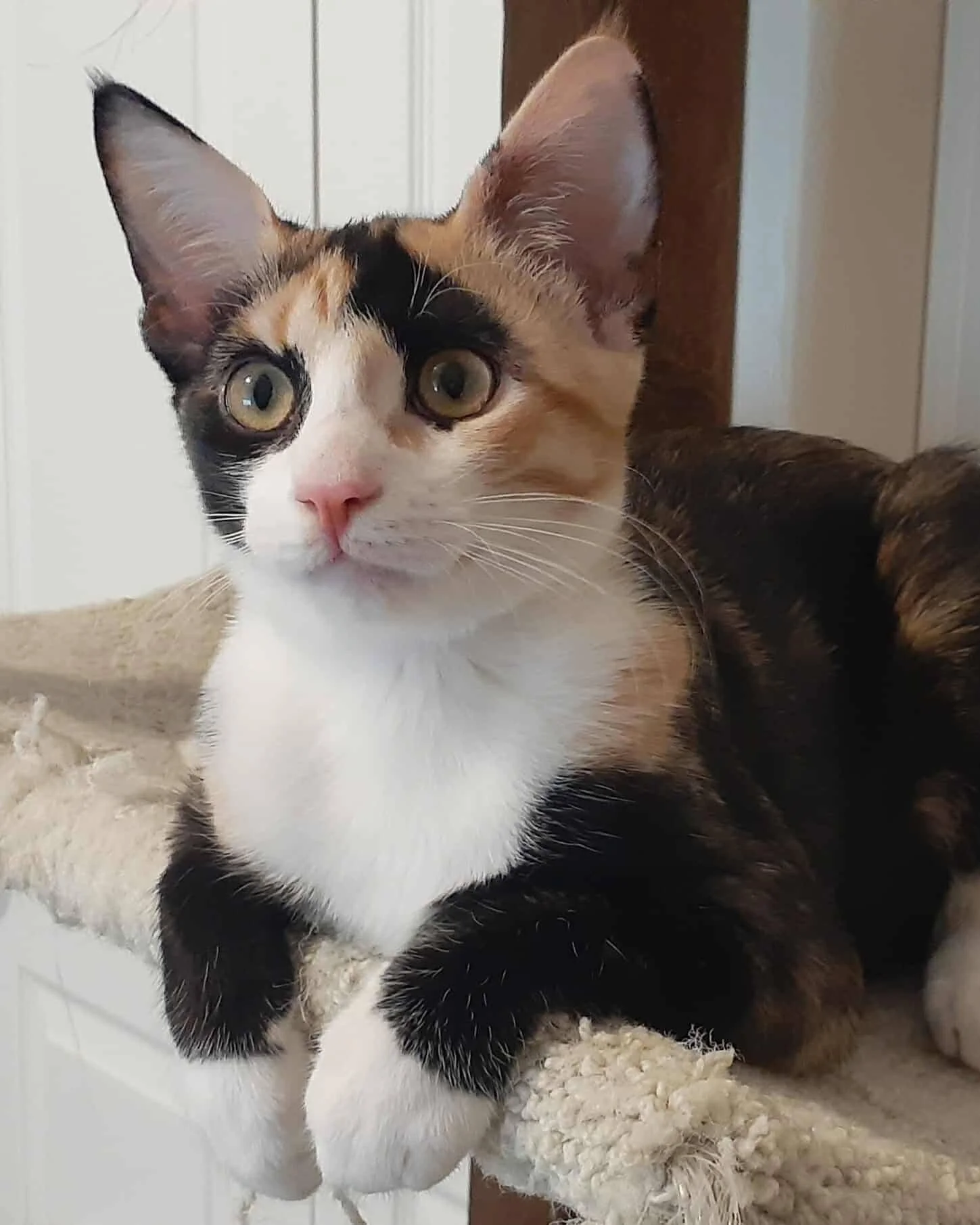 Adoption!!!🏠🐱🐱💗
Congrats to Cherry and Blackberry! They are siblings from a litter born in their foster home after the feral pregnant momma was brought indoors. They are so sweet and outgoing and will make their new family so happy. Thank you for