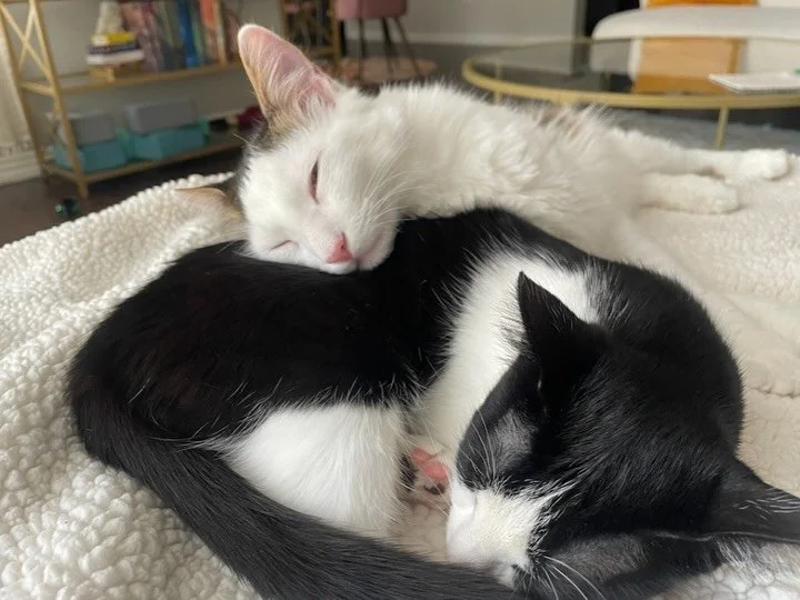 Double Adoption! 😸😸 Dumpling, now Riggins, and Pierogi, now Rogue, were adopted together a few weeks ago. Their new mom reports, &ldquo;They are doing great! They are so sweet and so much fun, I couldn&rsquo;t be happier with them!&rdquo; We love a
