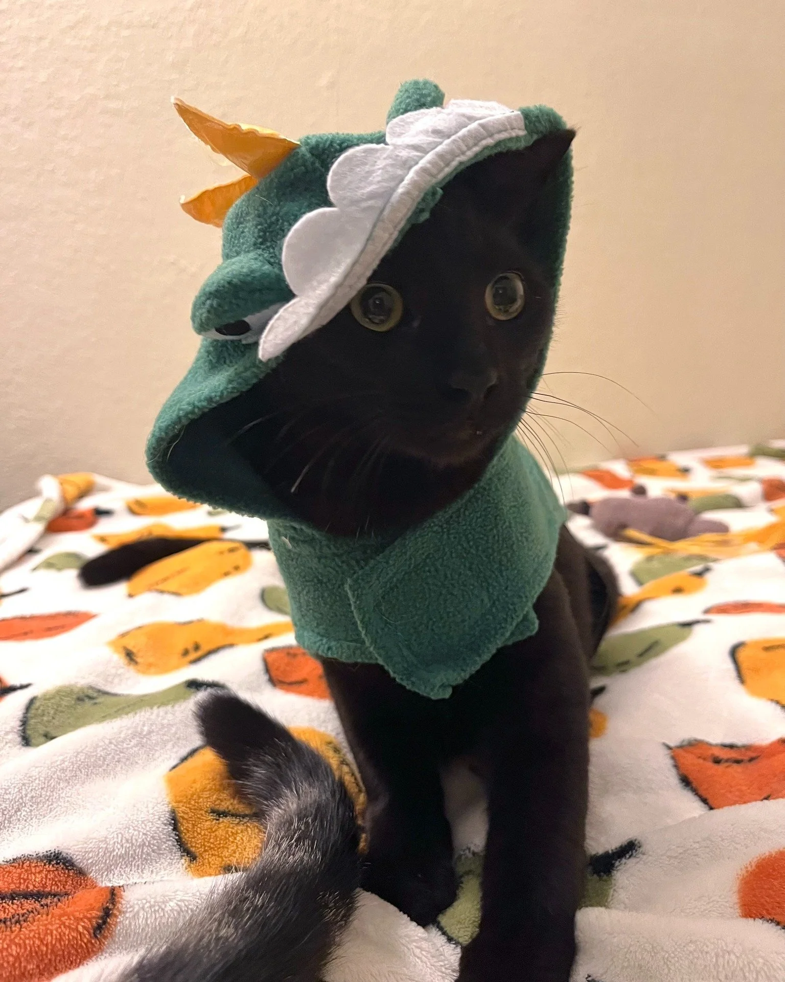 Empanada and Samosa are gearing up for Halloween 🎃 These two cuties are available for adoption - https://www.coppellhumanesociety.org/our-pets 🔍 Can you guess their couple's costume?

Can't adopt? Help kittens find a Halloween home by sharing this 