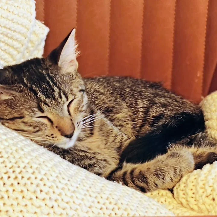 Adoption! 🐯🐯 Shrimp &amp; her four babies (Big Reg, Lil Reg, Tips &amp; Nubs) came into our program this summer when they showed up on the back patio of a wonderful family willing to foster them. Now we are happy to announce that Shrimp &amp; her k