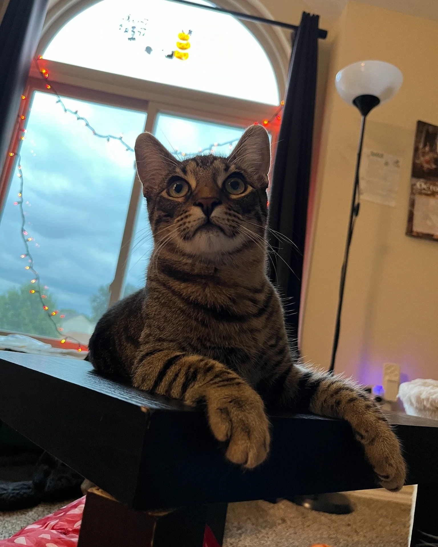 Samosa and Empanada are hoping this week brings lots of treats! 🍬 🎃 The greatest treat of all for a foster cat is getting an adoption application! Share Samosa and Empanda with a friend who may be looking for an adorable kitten, or two, to adopt!

