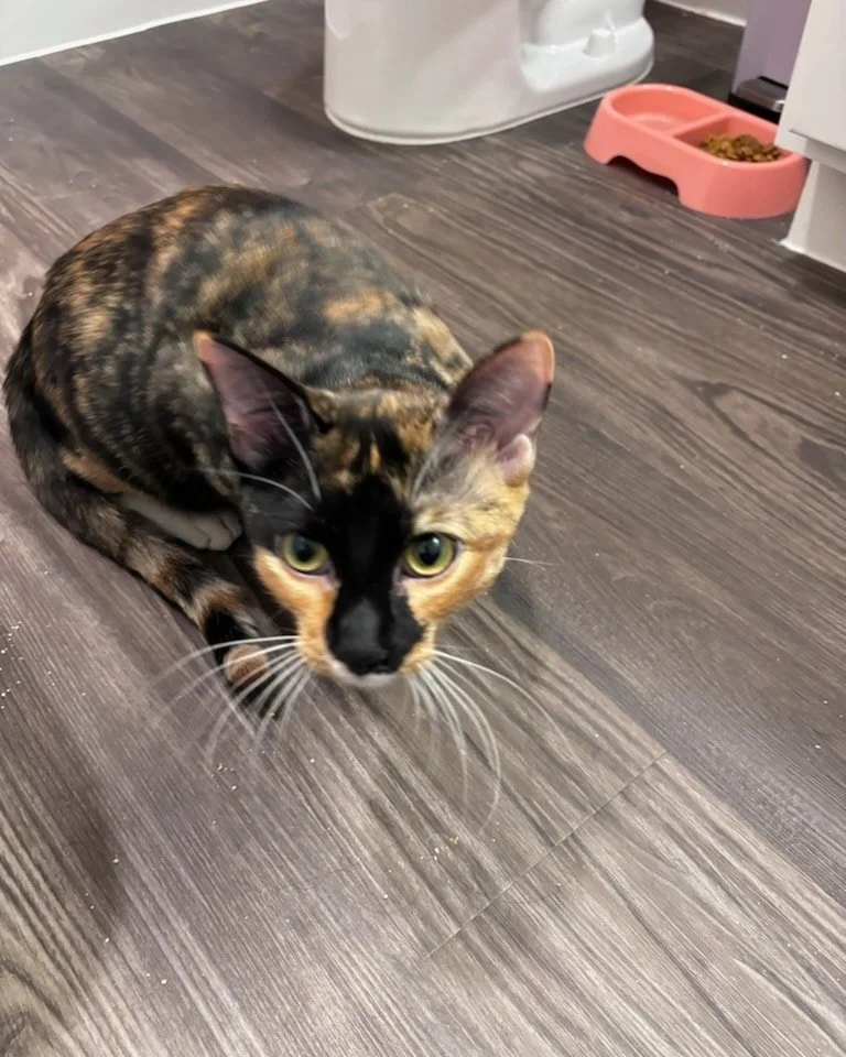 Adoption!! 🐱🏠🖤🧡🤎
One more of the Fruit Babies found her furever home (she didn't stay still for her adopt photos) . Apple has a new mom and an older kitty sister. Mom reports she is already being so affectionate and it's only day two! Only two m