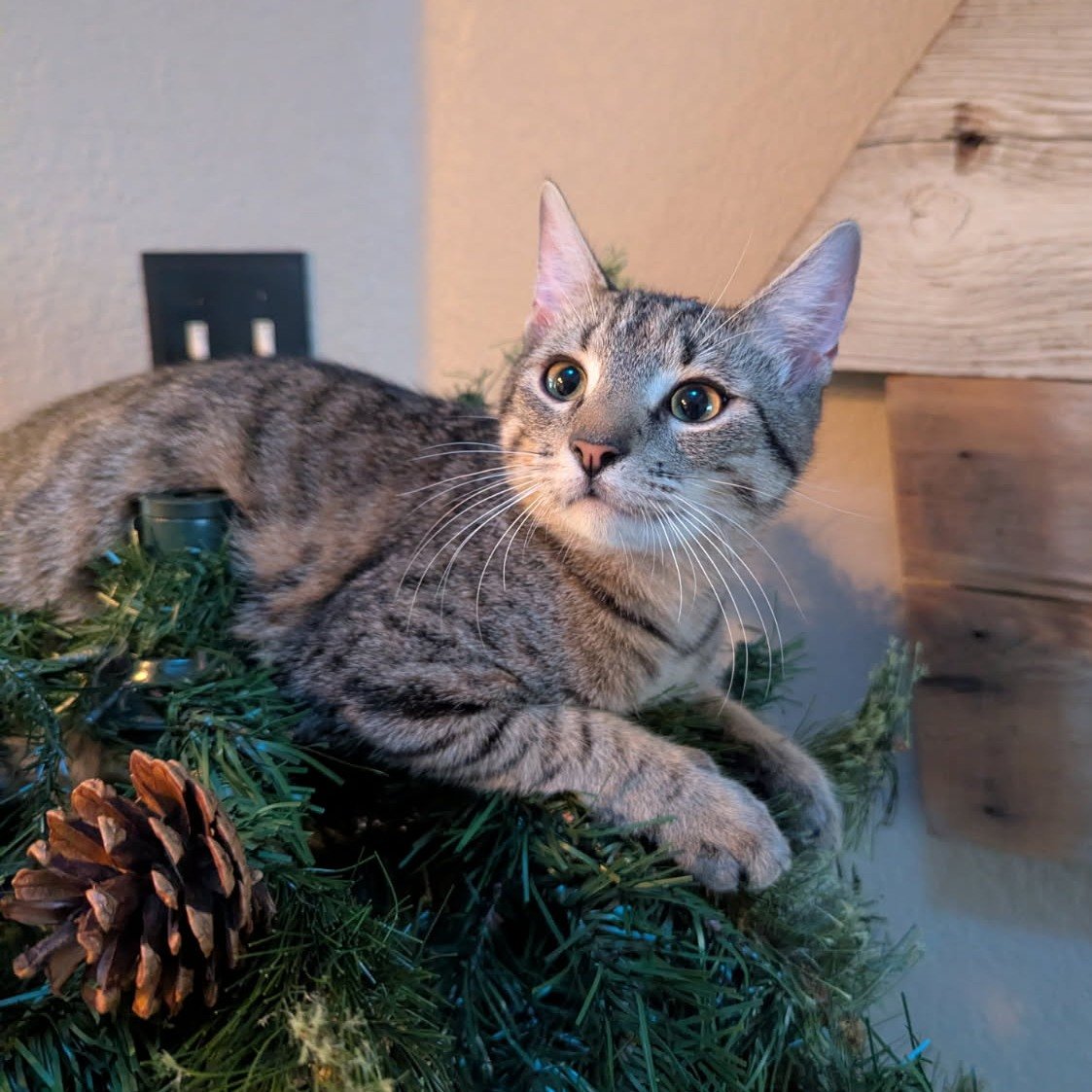 Tips was being a little extra this morning and felt like the star of the centerpiece ✨❄️🎄 If you want a holiday helper, Tips is available to adopt visit https://www.adoptapet.com/pet/45915910-coppell-texas-cat to learn more!

#TabbyCat #HolidayCheer