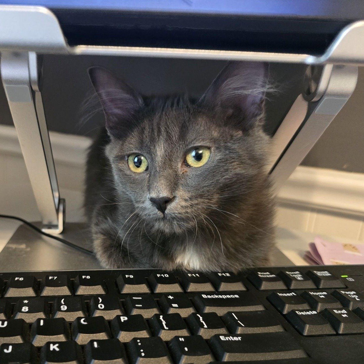 Need a purr-sonal assistant to help you finish up work before the holidays? Padme is happy to help 😸💻 After a long "work" day, she&rsquo;s all about snuggles and sweet little kisses that will melt your heart. She gets along wonderfully wi