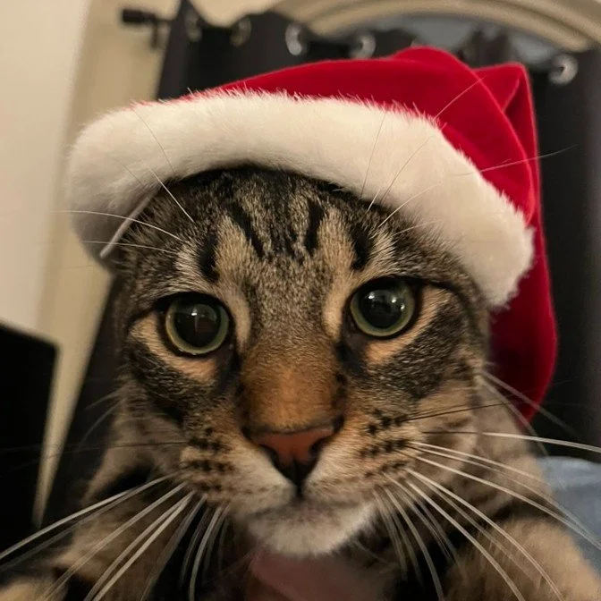Samosa said, "If I'm a good boy, will Santa bring me an adopter?" 🥹  Samosa is a super affectionate 8 month old brown tabby. He's smart, funny, and great with other cats. 

If you are interested in adopting, send us a message or visit http
