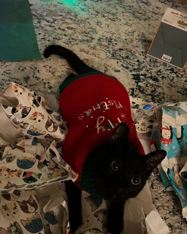 Empanada is on the nice list for helping to clean up wrapping paper 🎄🎁 Empanada's Christmas wish is for the gift of an adopter 🥹  Empanada is an 8 month old, silky coated, black kitten. He is the sweetest guy, he doesn't mind kids and loves other 