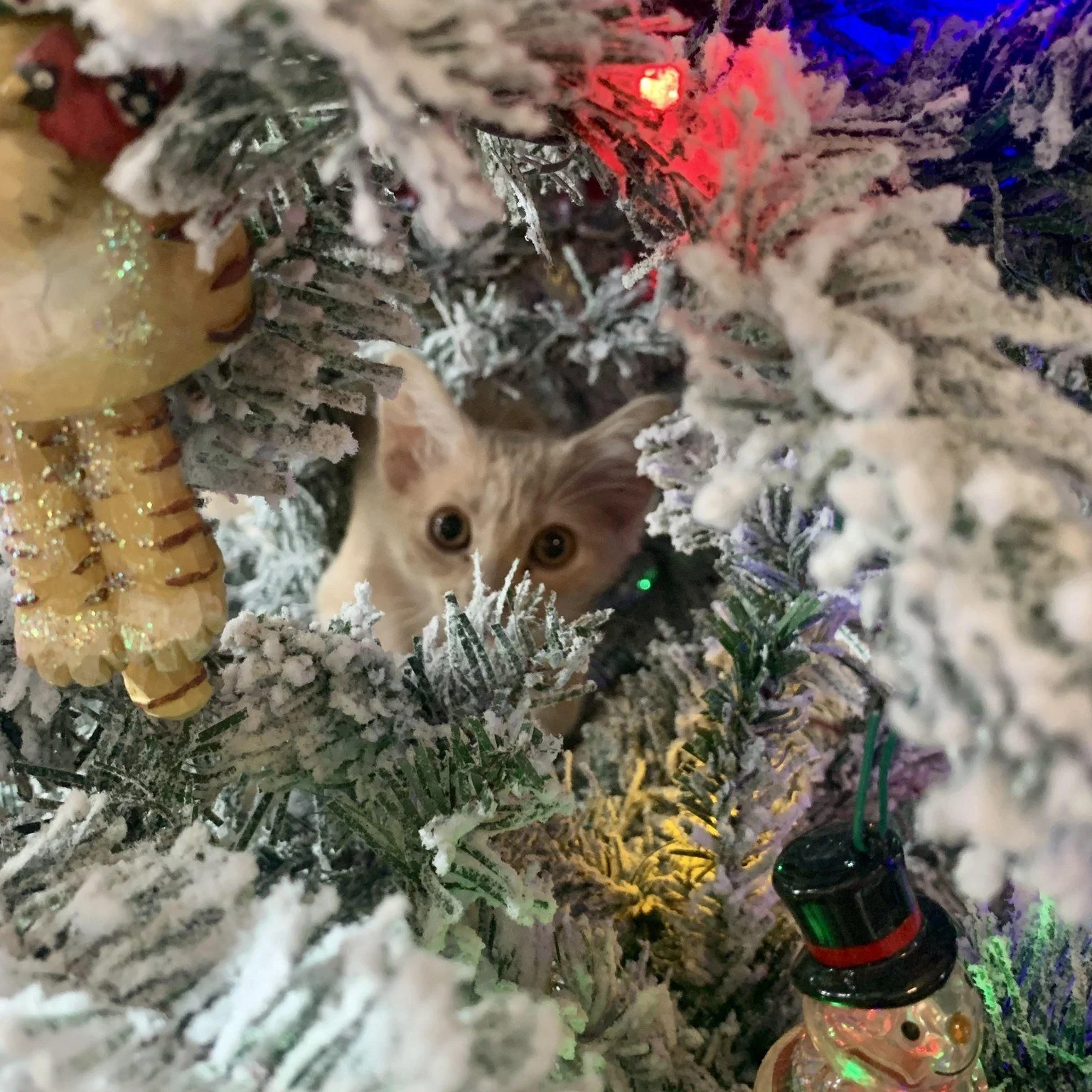 Who else has a cat who loves Christmas? 🎄 Ariel had a fun time exploring her foster family's Christmas tree. Ariel and her sisters are available for adoption. They've had some adoption inquiries so hopefully they will be adopted soon🤞Check out all 