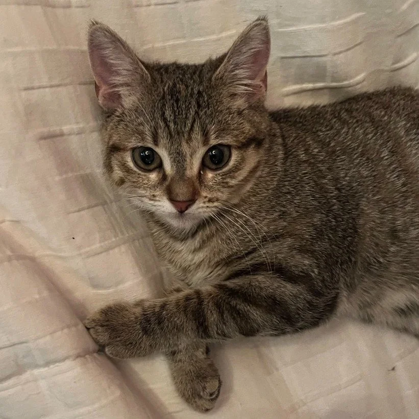 Lulu Rose is an adorable brown tabby with big eyes and a dainty frame. She likes to play, enjoys snacks, and spends her evenings lounging on the couch cushions behind you.
She's been waiting over a year for the right people to find her, could you be 