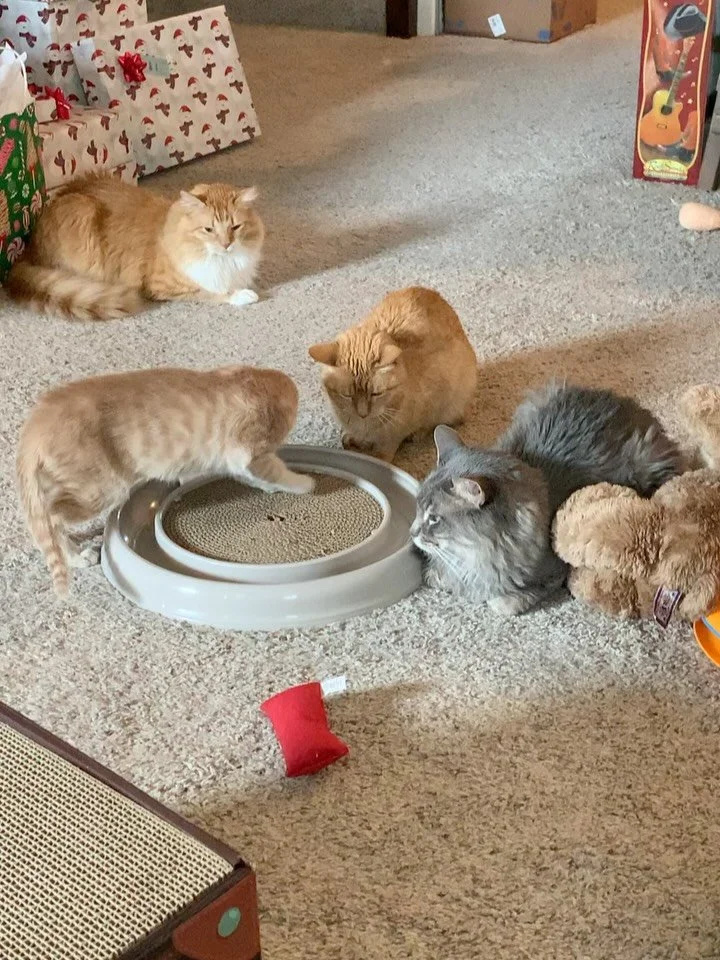 Santa Paws stopped by! Ariel and Snow White were adopted, so Cinderella was feeling a little lonely. Luckily, all the resident cats in her foster home are loving and playing with her &amp; with the toys Santa brought. Cinderella is needs a calmer hom