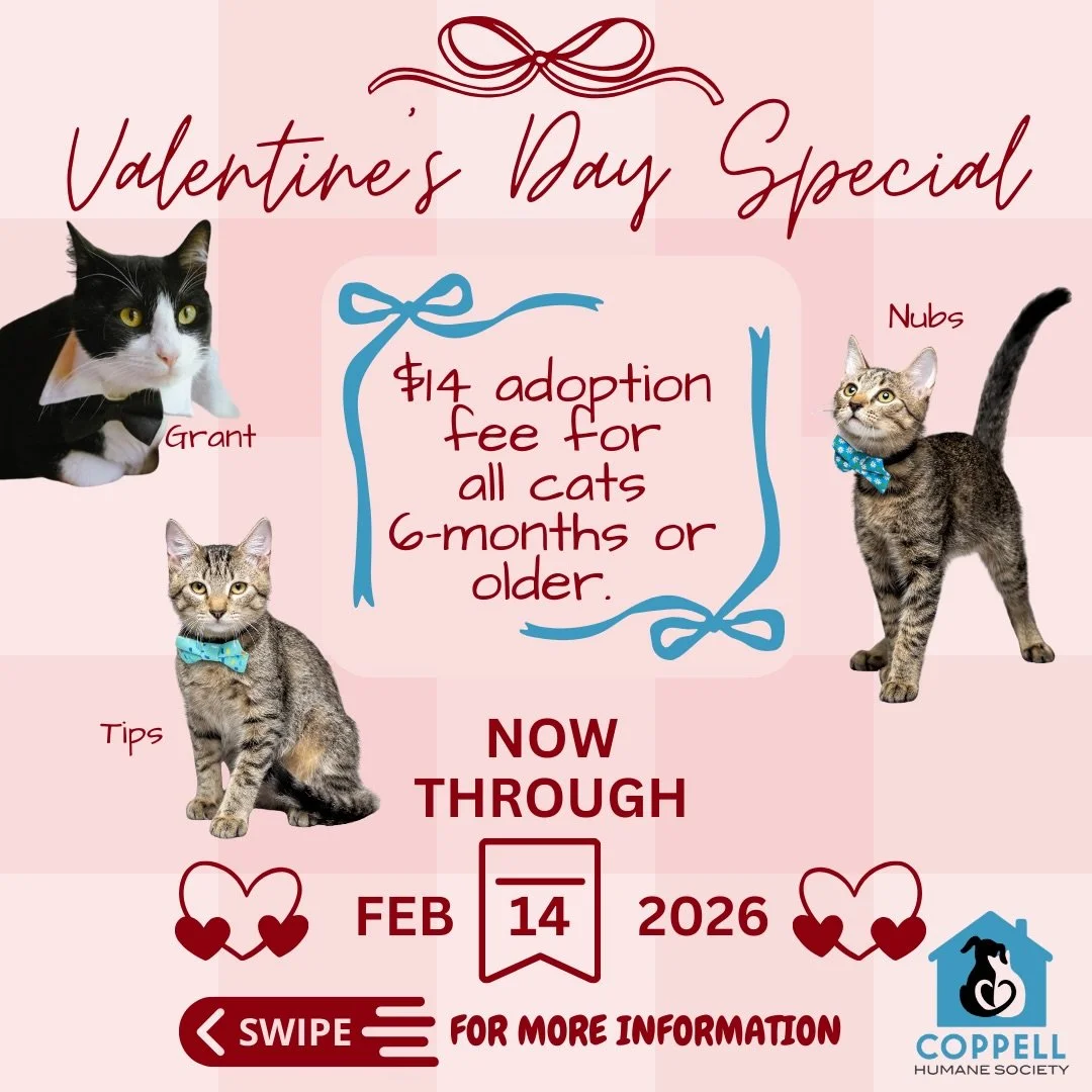 💘Fall Head Over Paws This Valentine&rsquo;s Day!💘 Looking for true love? Your perfect match is waiting for you! Now through Valentine&rsquo;s Day adopt a cat 6 months+ for just $14.

Kitten season is coming fast and our foster homes are full &mdash