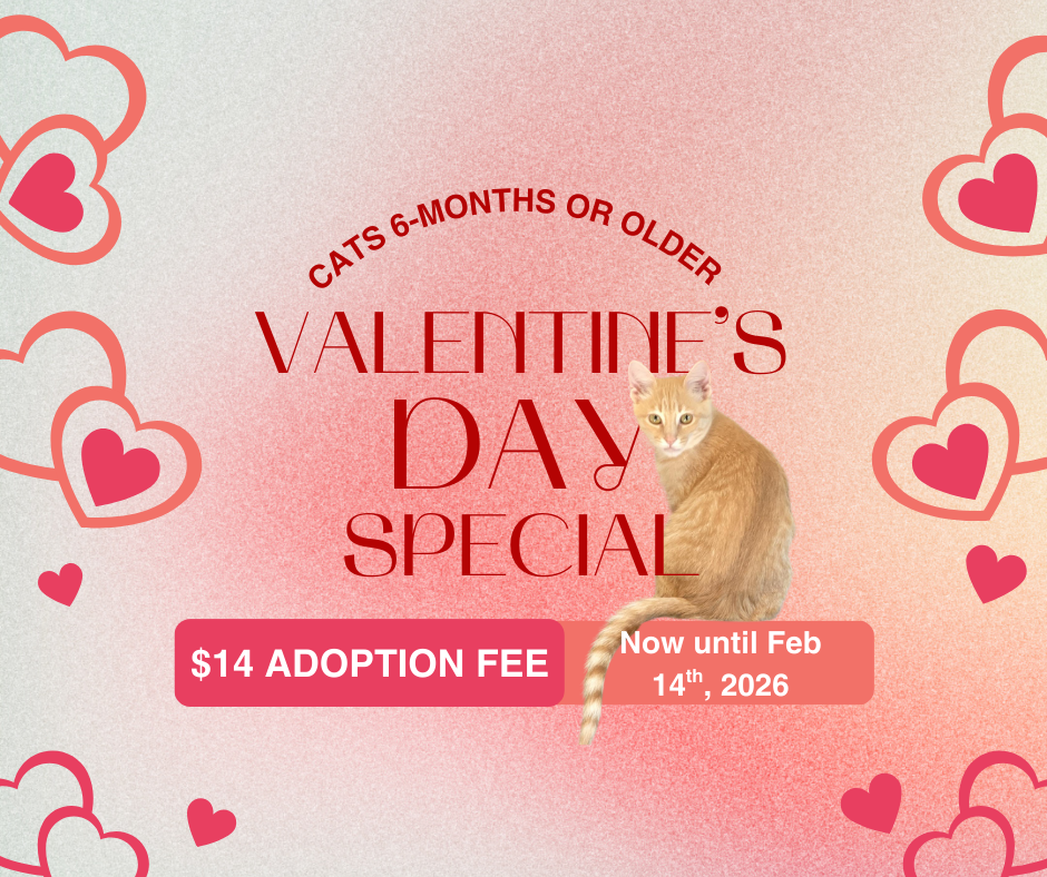 Valentine's Day Special Adoption Discount