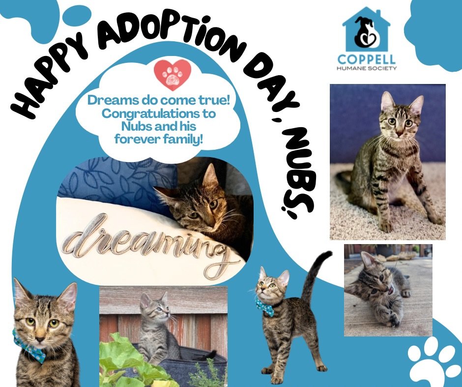 Nubs was adopted! We&rsquo;re so happy for him and his wonderful new family and glad to hear that he&rsquo;s settling in nicely 🐾❤️ Looking to add a furry friend to your home? Visit us at https://www.petfinder.com/member/us/tx/coppell/coppell-humane