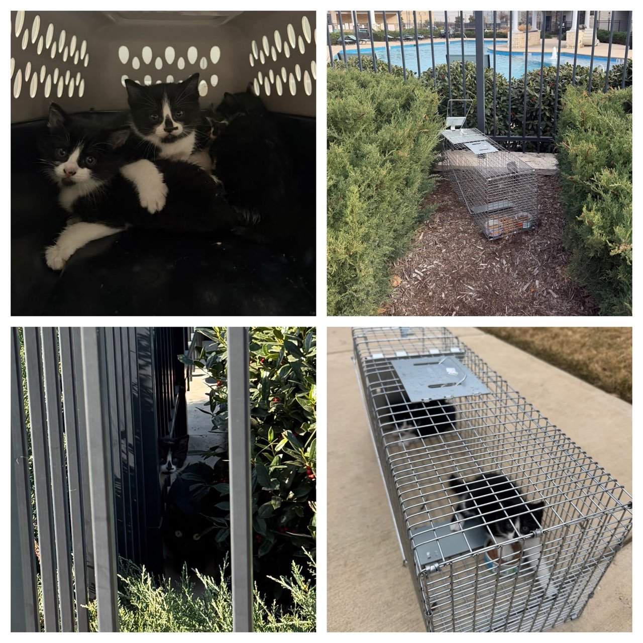 Help us welcome to Coppell Humane Society our "Car" pack! Bentley, Mercedes, Jaguar, and Bugatti. All 4 are together again in their foster home, enjoying the warmth and calmness. Their foster mom was determined to capture the final 2 on a d